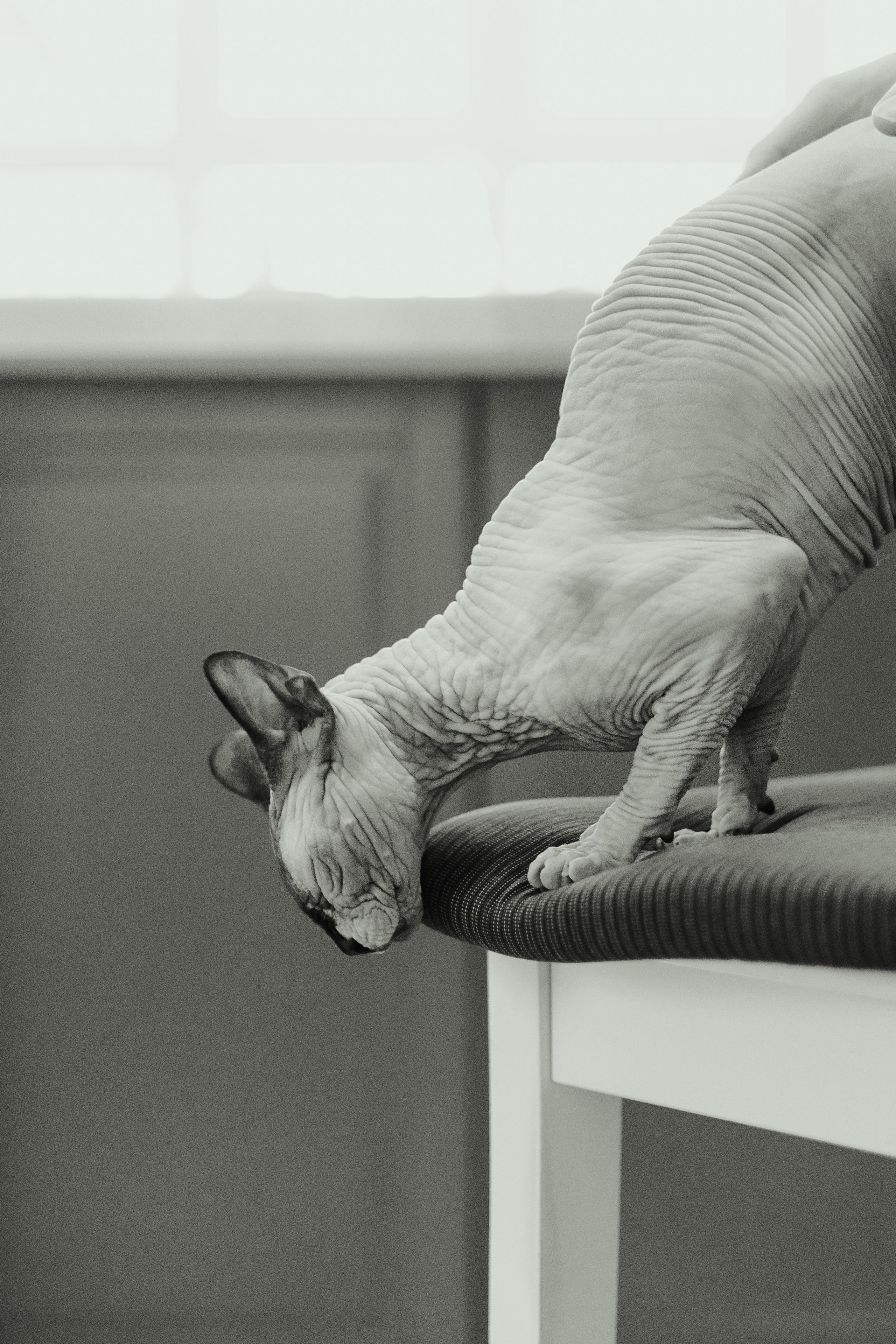 Алина, Илья и их хвосты. Фотограф Анималист Екатерина Справцева в Нижнем Новгороде