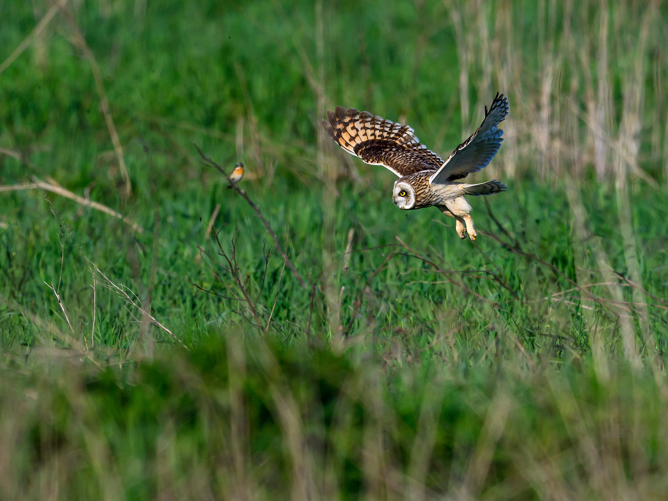Совы играют в догонялки. Wildlife photography by Sergey Puponin
