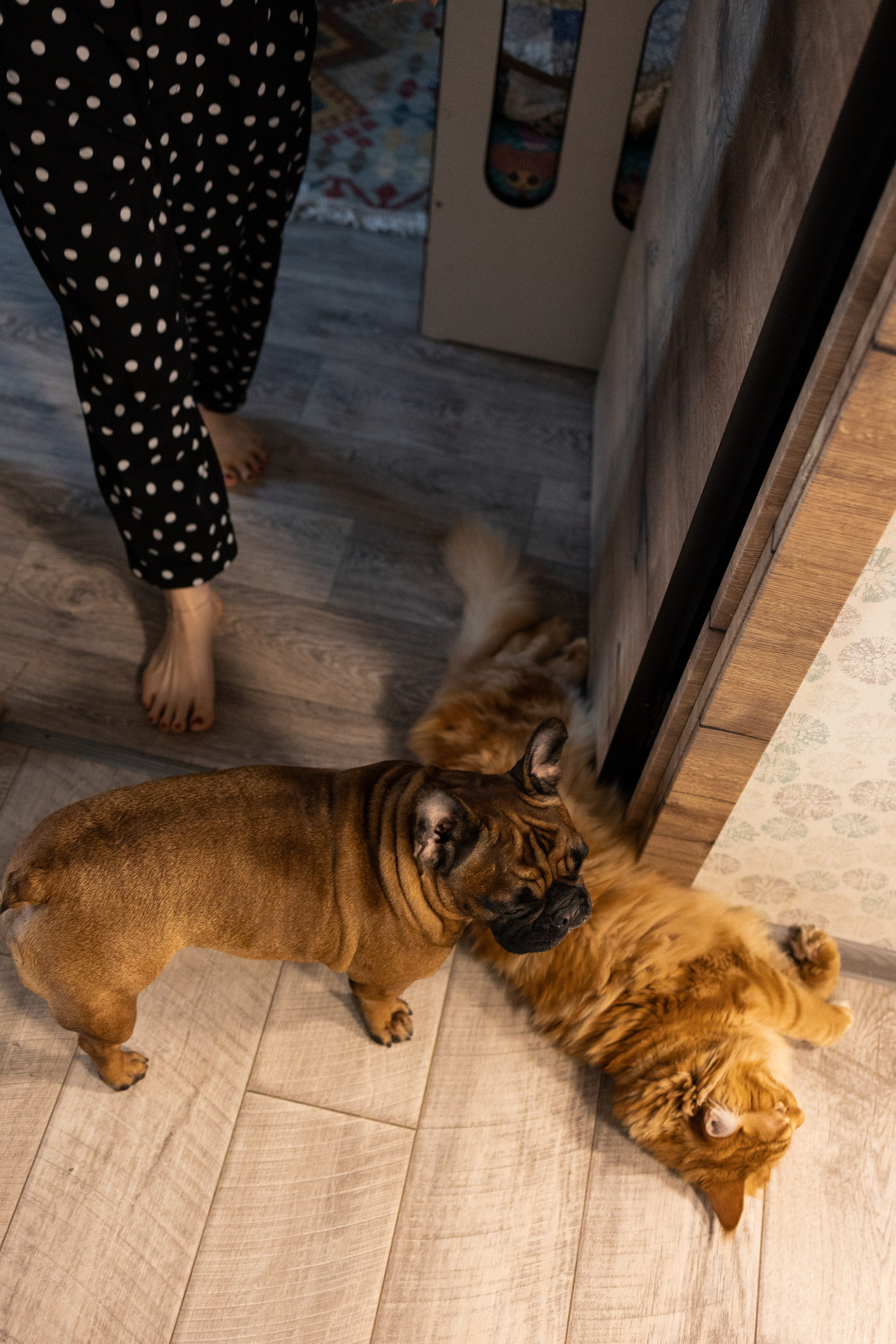 Все дома🏡 🐾. Семейный и детский фотограф в Новосибирске Алёна Малахова