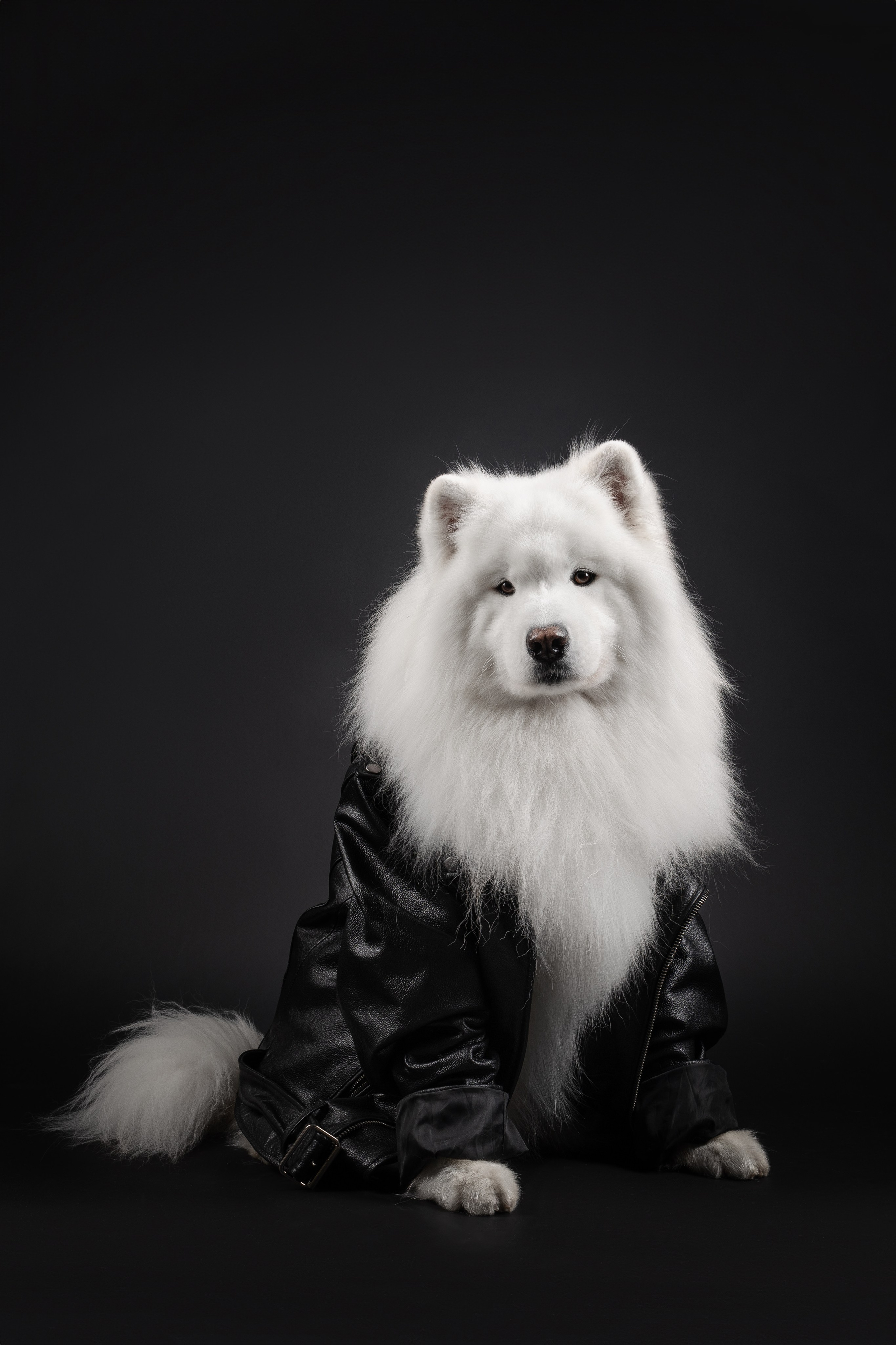 Самоеды в студии. Фотограф анималист в Москве Майорова Евгения