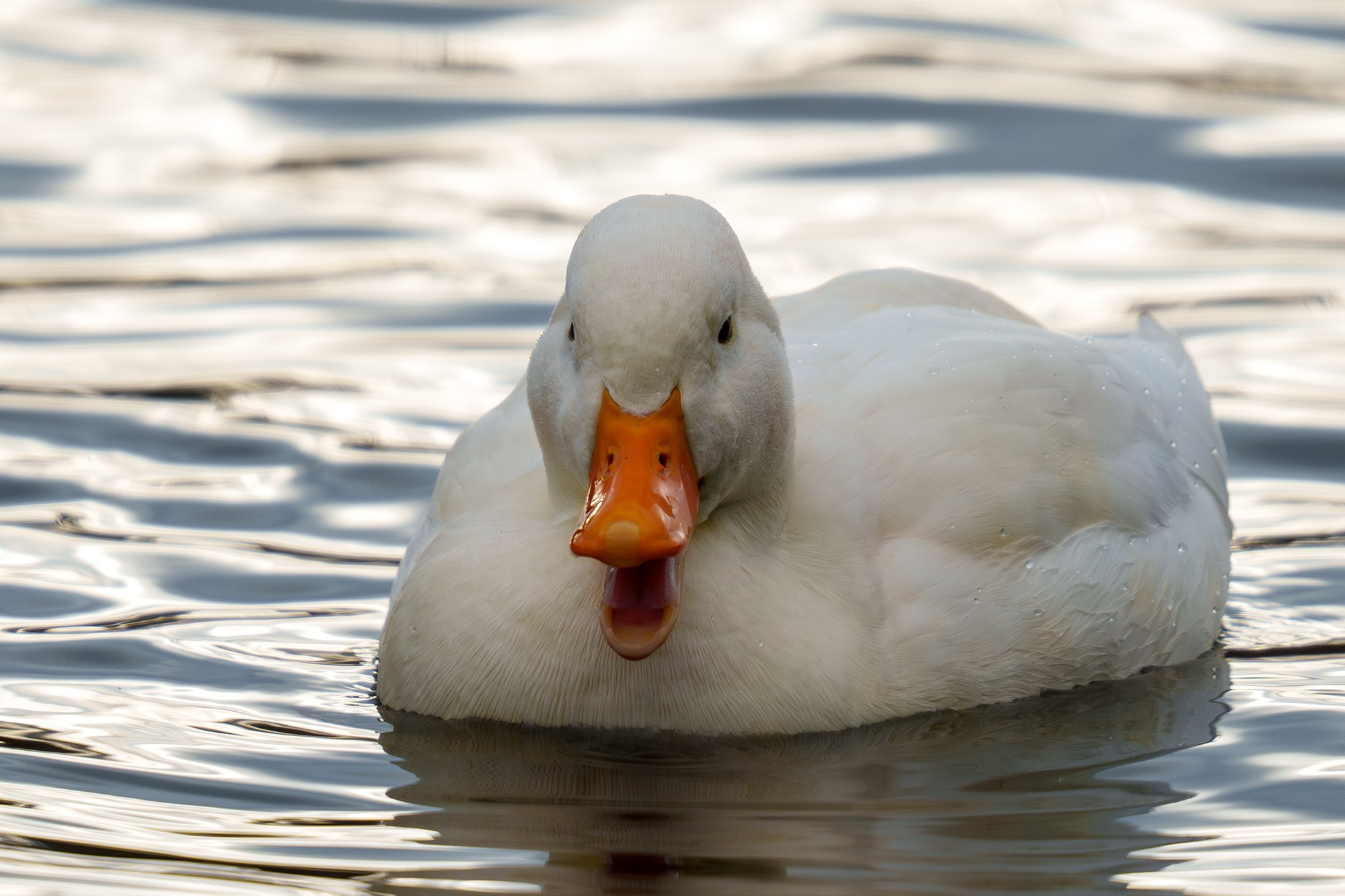 Удивительные мир птиц. Вокруг нас столько прекрасного — присмотритесь!. Ваш личный фотограф Марина Волкова