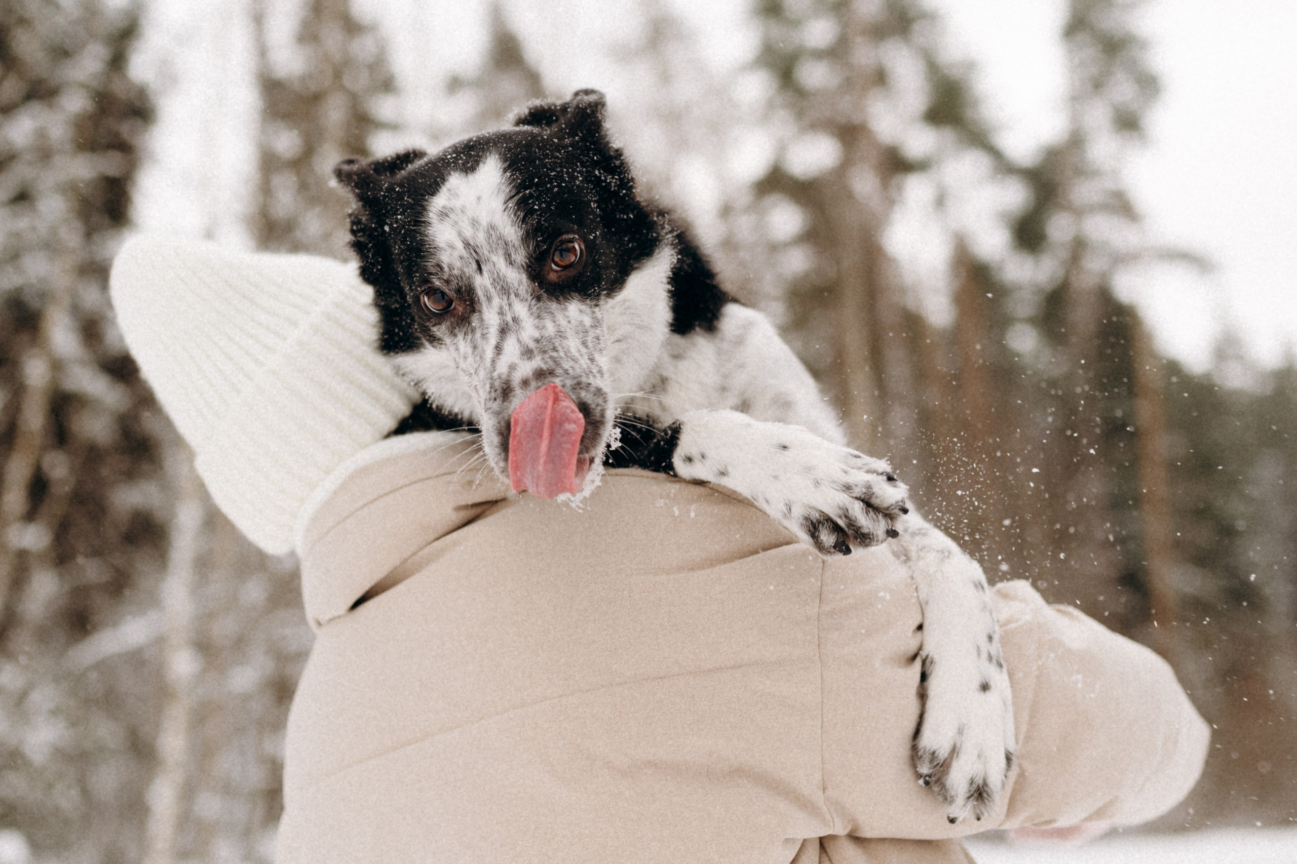 Аня и Милан. Фотограф анималист в Москве Ольга Агушева