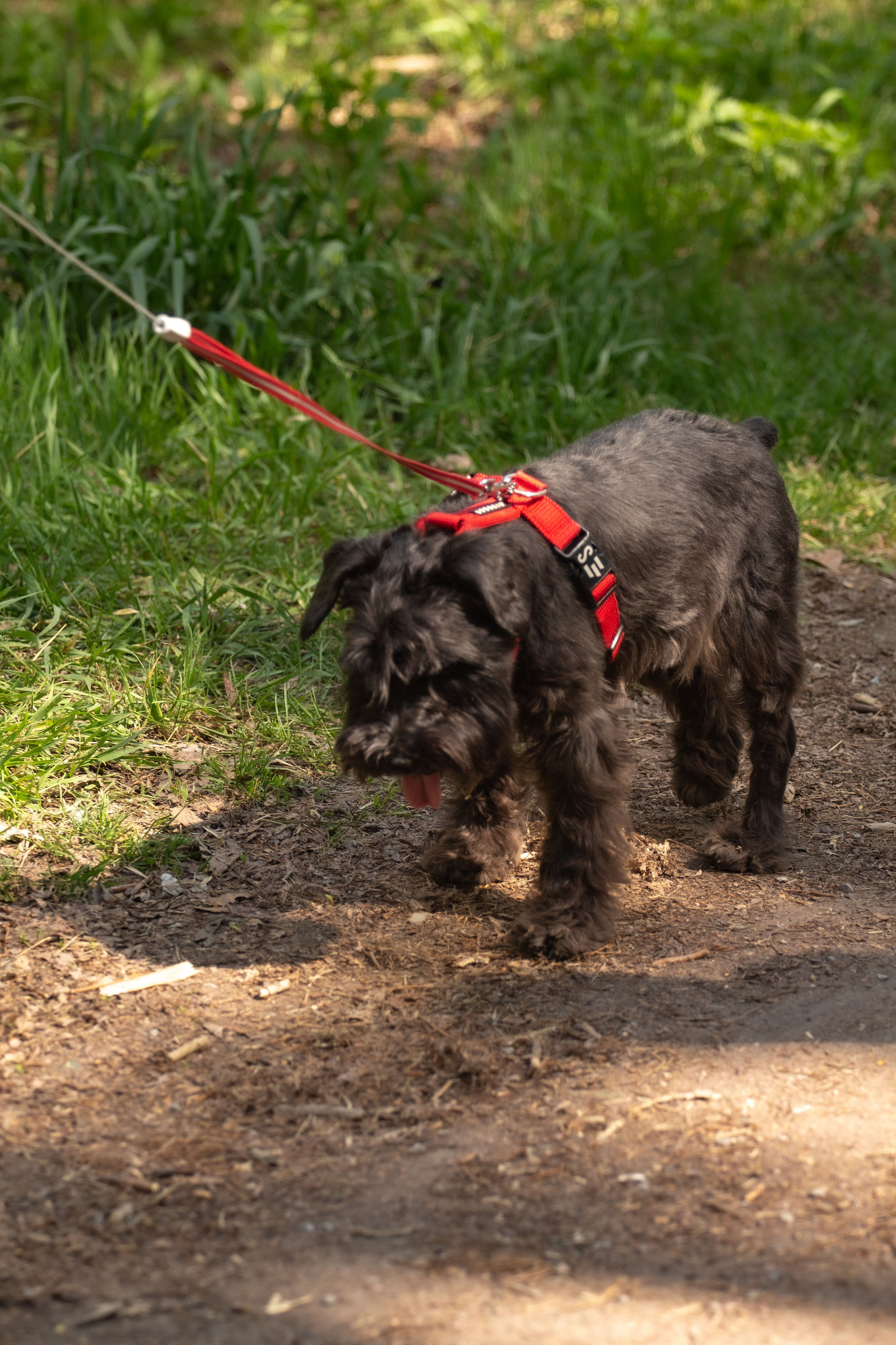Цвергшнауцеры и их хозяева Андрей и Полина. Фотограф Екатерина Козловская