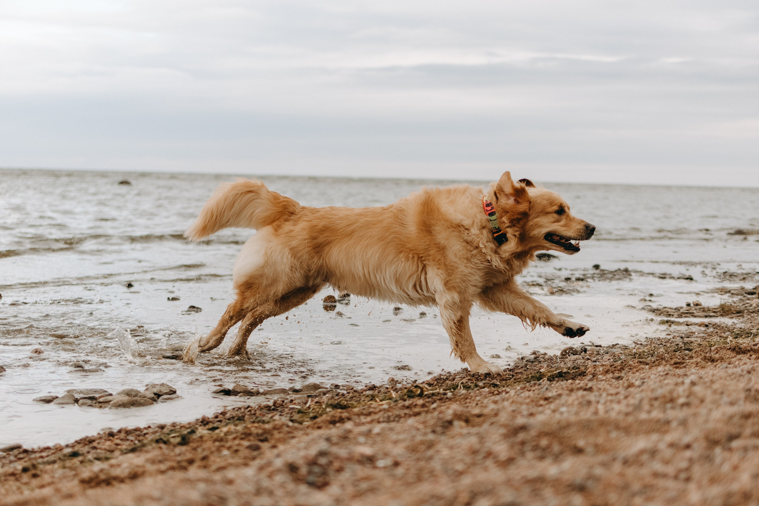 Фоси и его семьи. Фотограф — Анималист | Санкт-Петербург