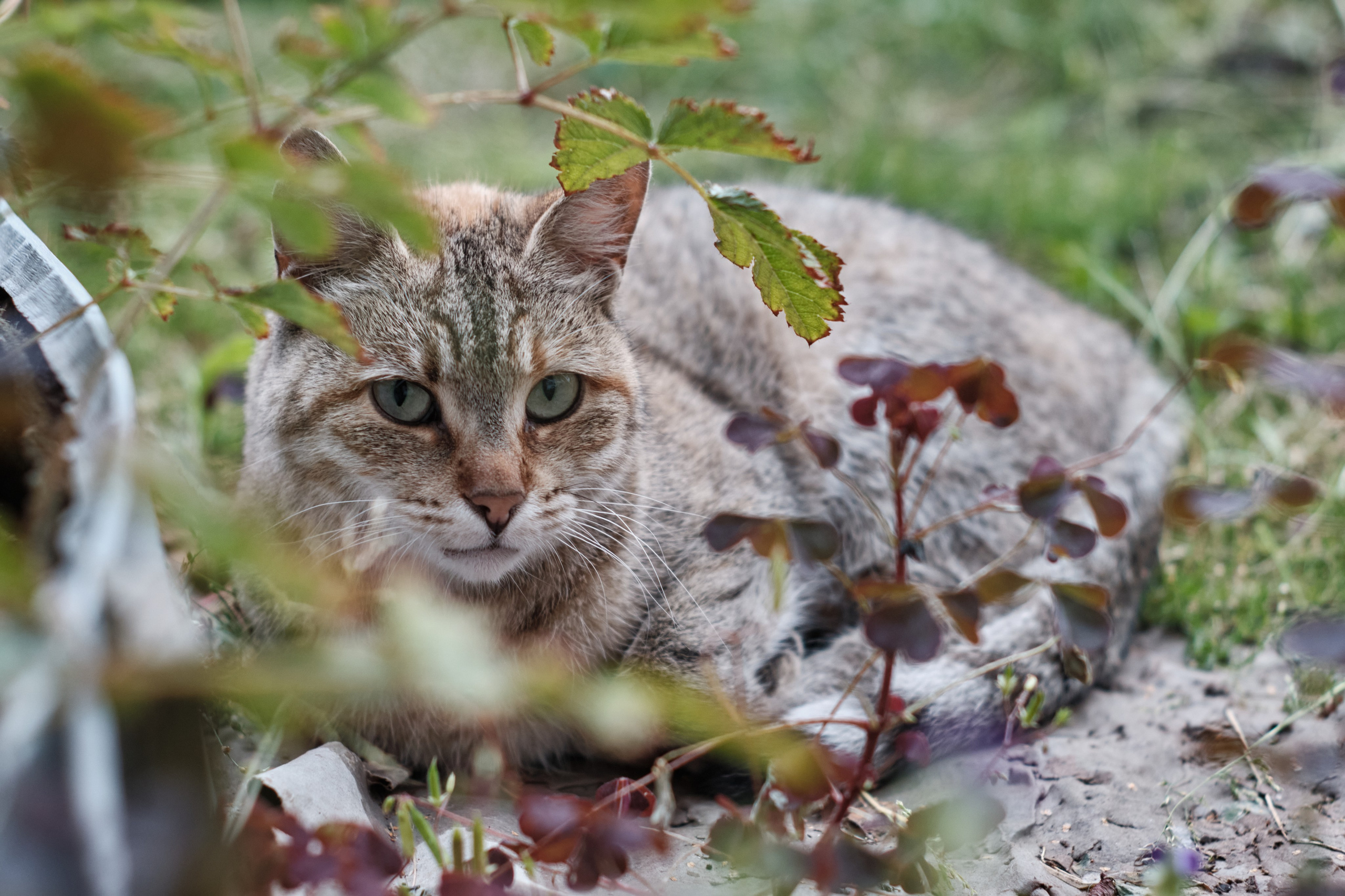 Котики. Фотограф портретный архитектурный лавстори будуар Санкт-Петербург Виктор Иванов