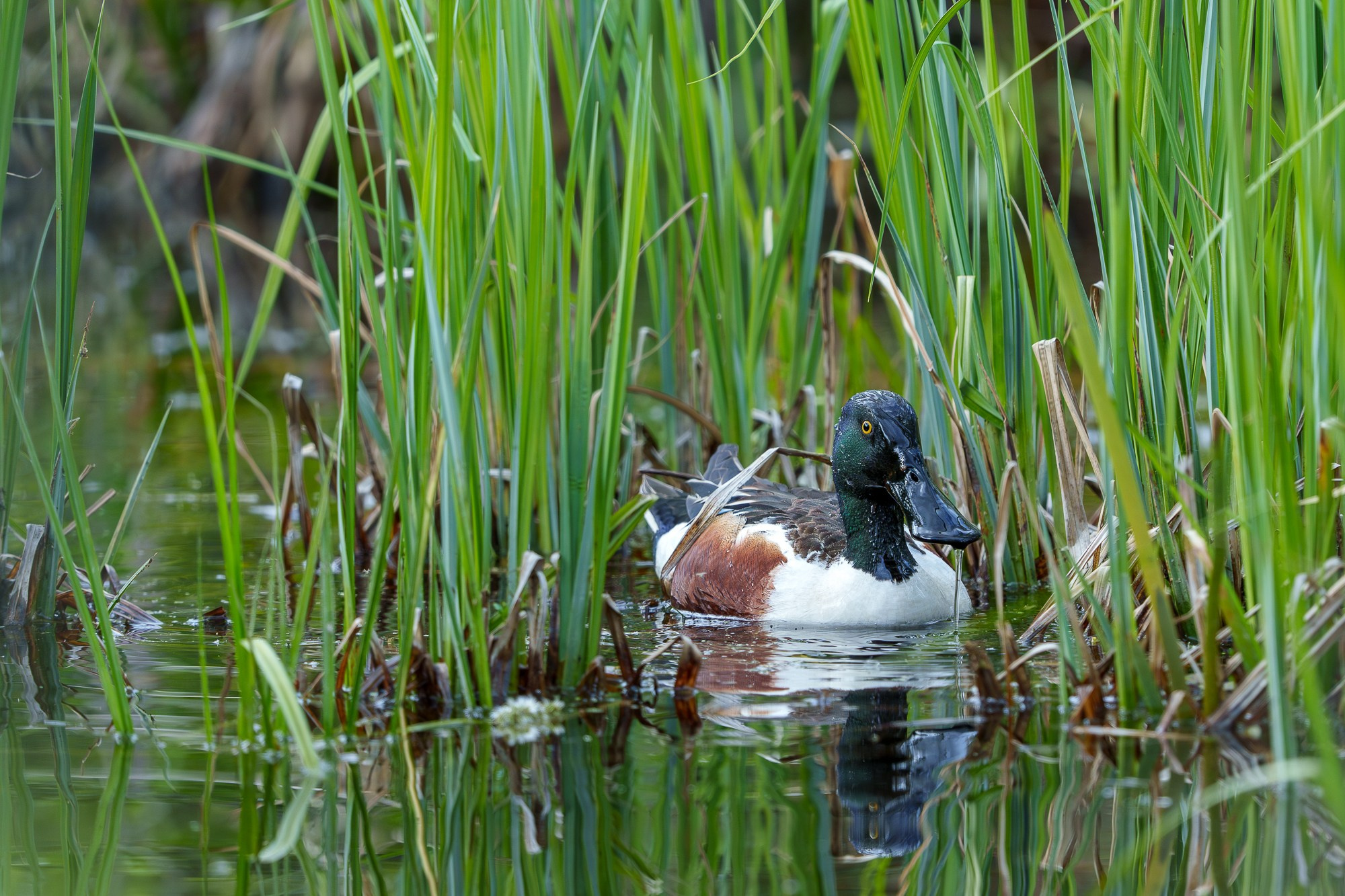 Удивительные мир птиц. Вокруг нас столько прекрасного — присмотритесь!. Ваш личный фотограф Марина Волкова