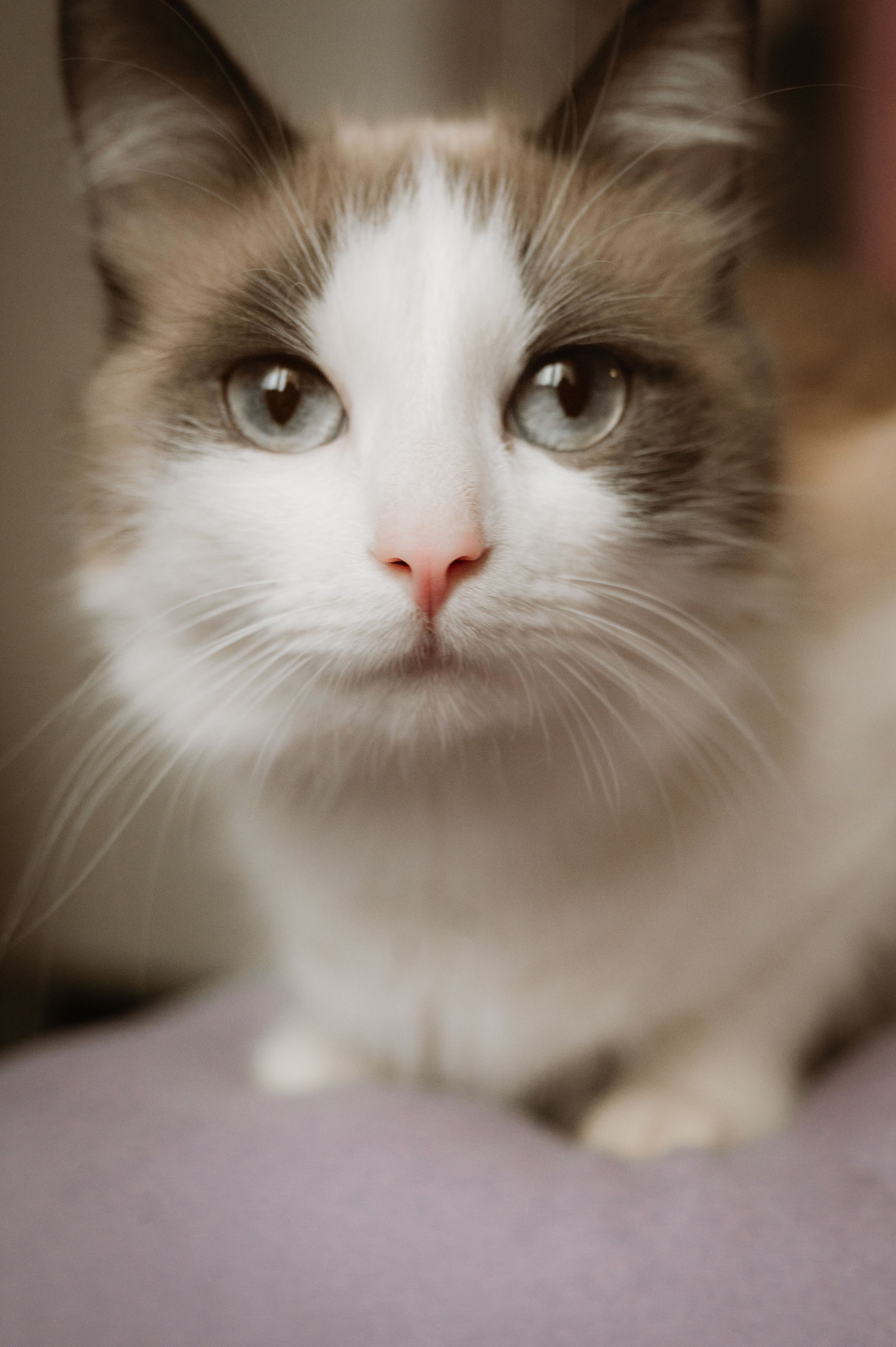 София и Бо. Фотограф беременности и семьи, домашние съемки, Ньюборн