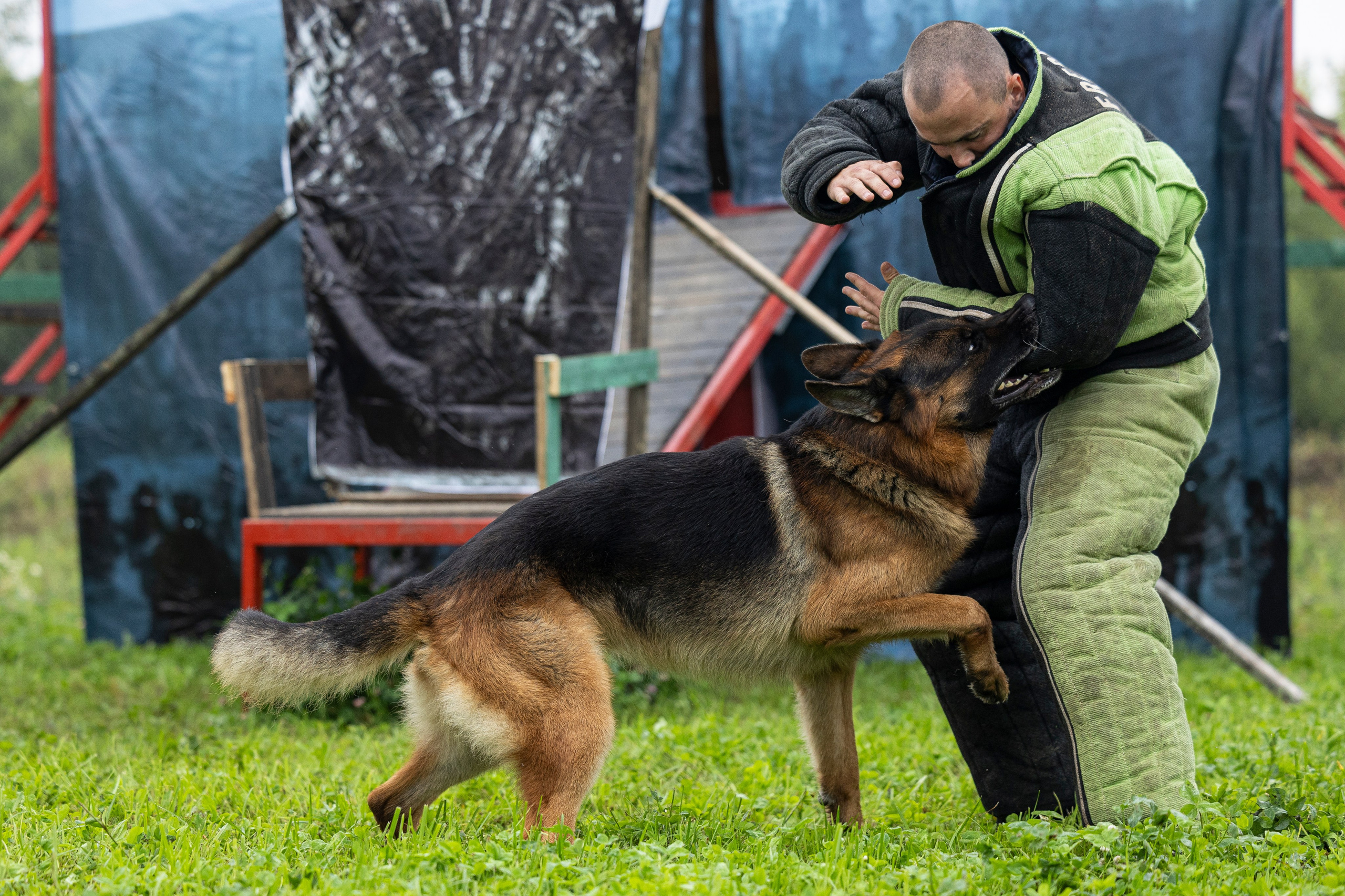 Соревнования по Мондьорингу г. Вологда 10-11.08.2024. Фотограф-анималист Анна Маринич