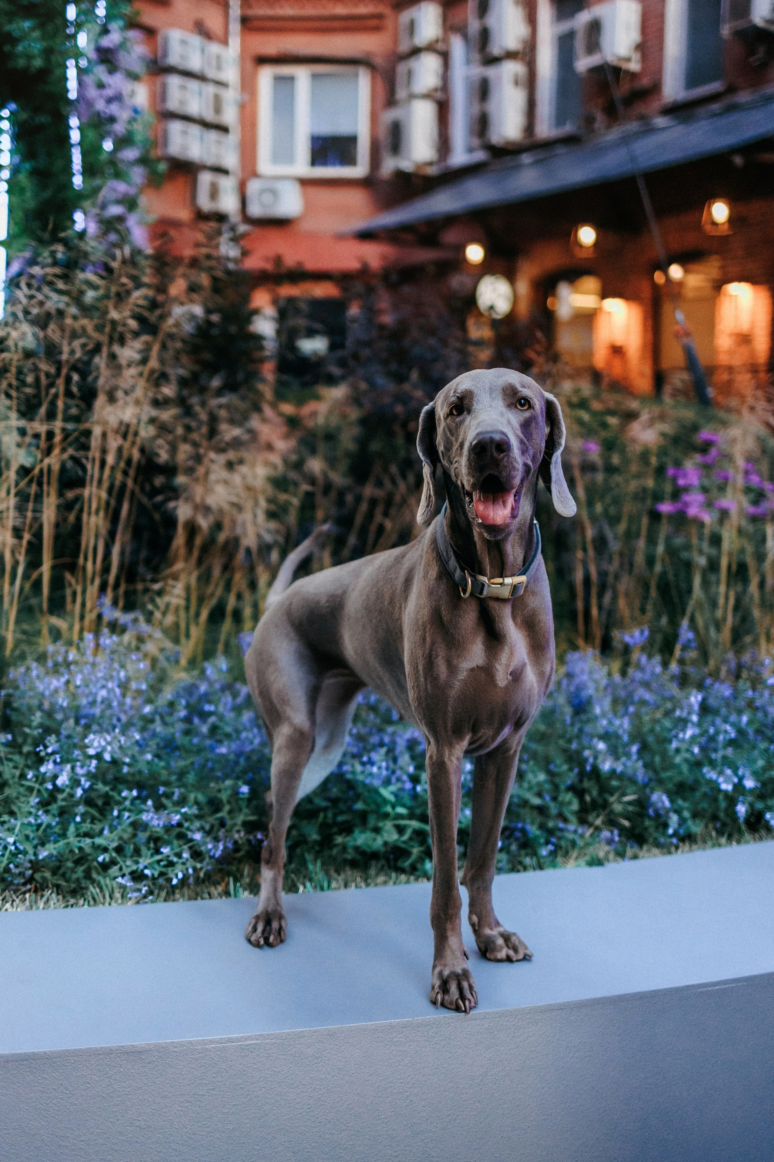 Соня и Майли. Фотограф-анималист Елена Радченко, Москва