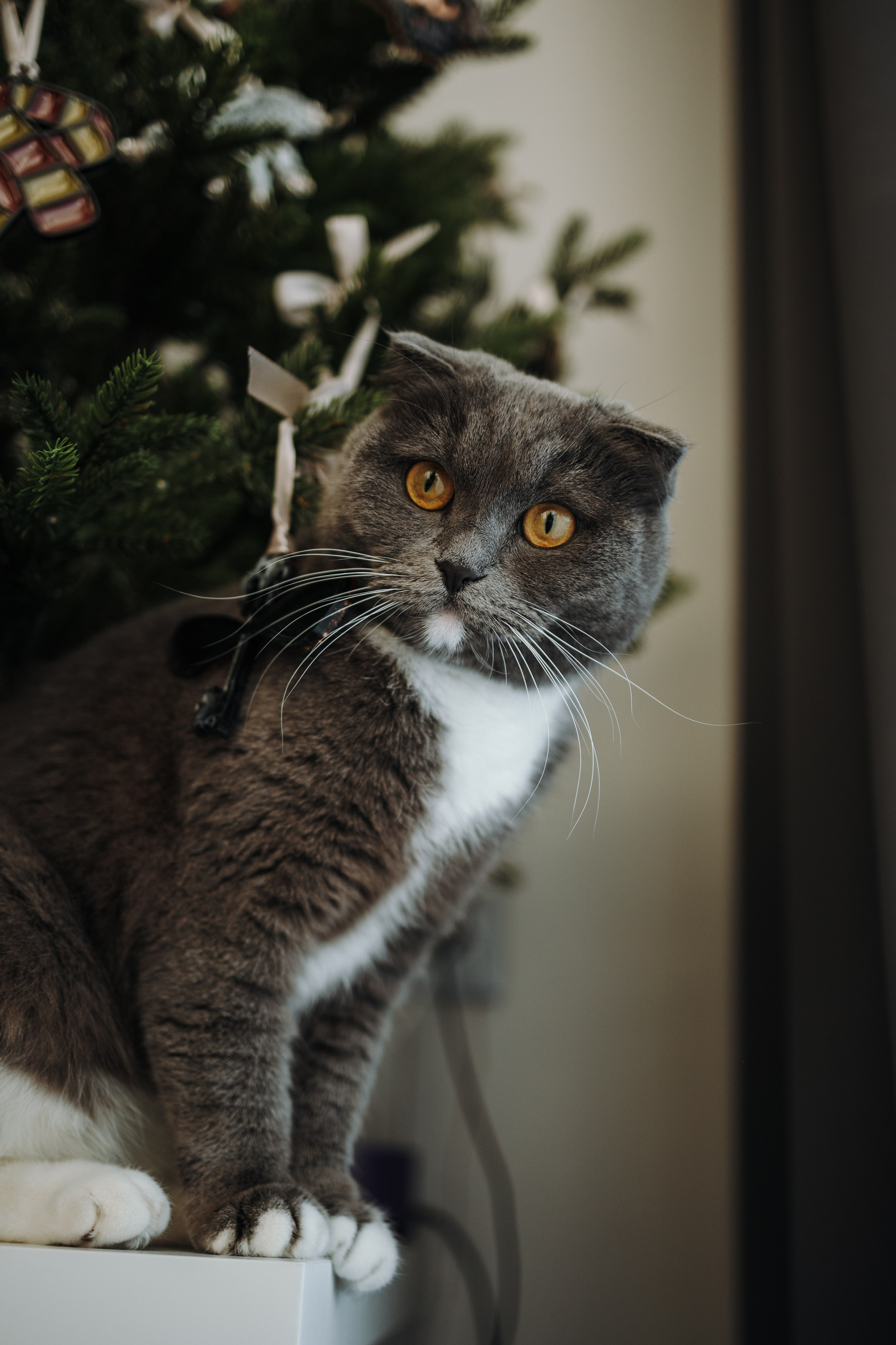 Таня и ее семья. Фотограф — Анималист | Санкт-Петербург