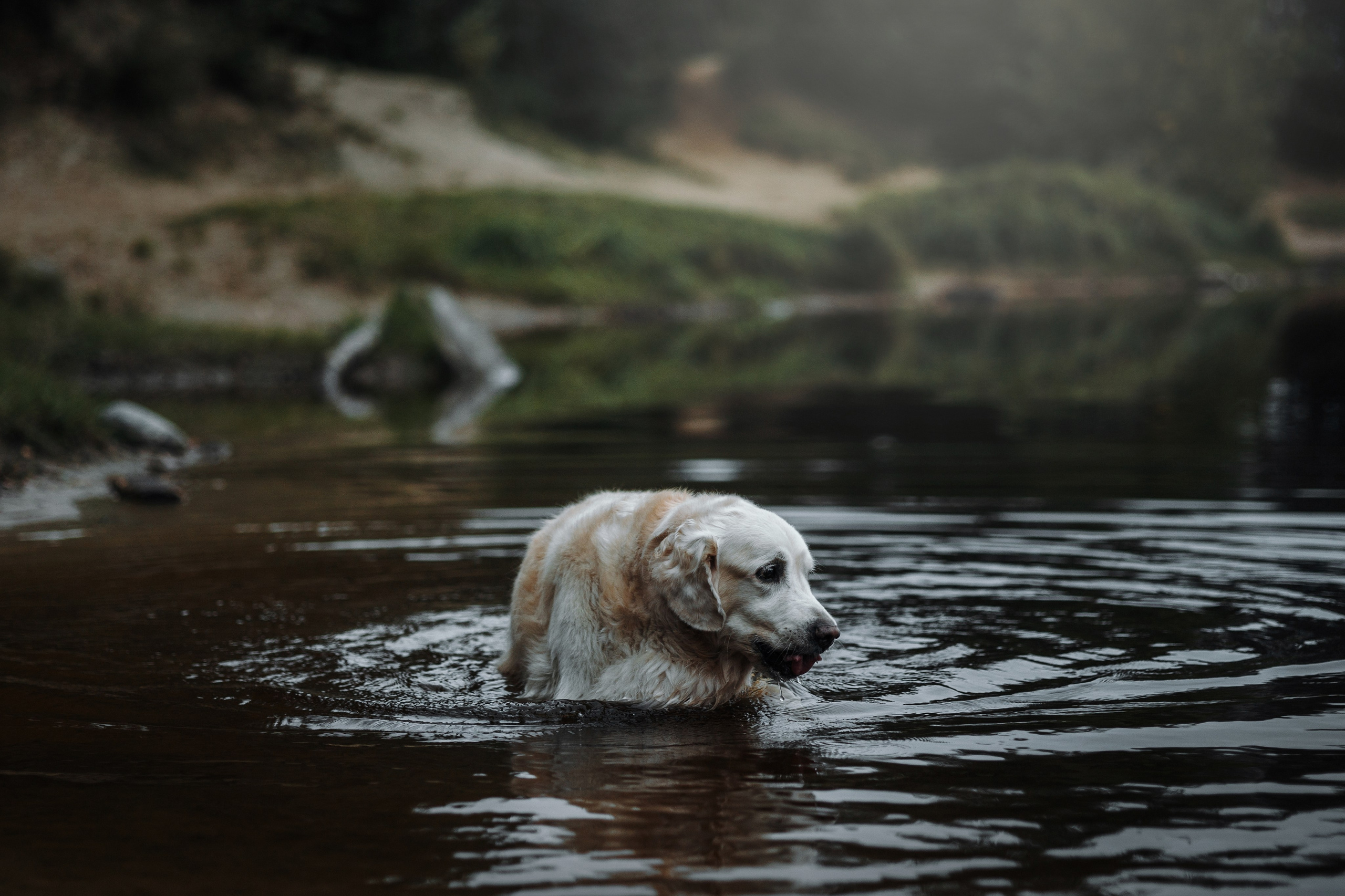 Света и Том. Фотограф — Анималист | Санкт-Петербург