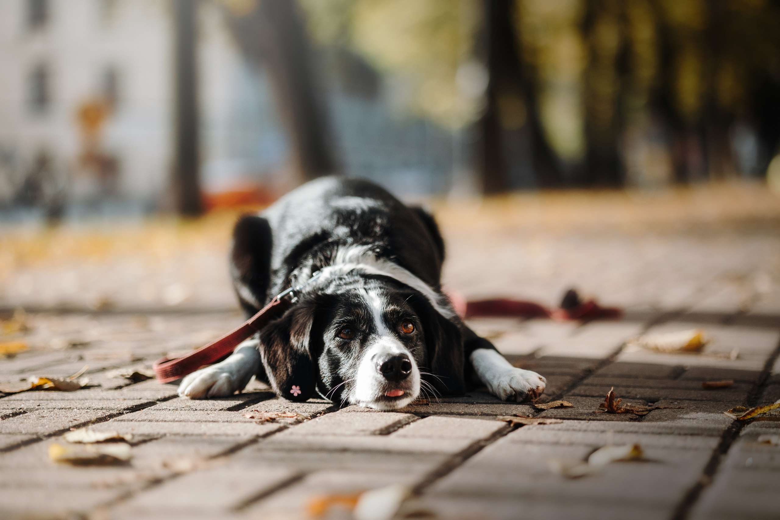 Мишель и ее семья. Фотограф — Анималист | Санкт-Петербург