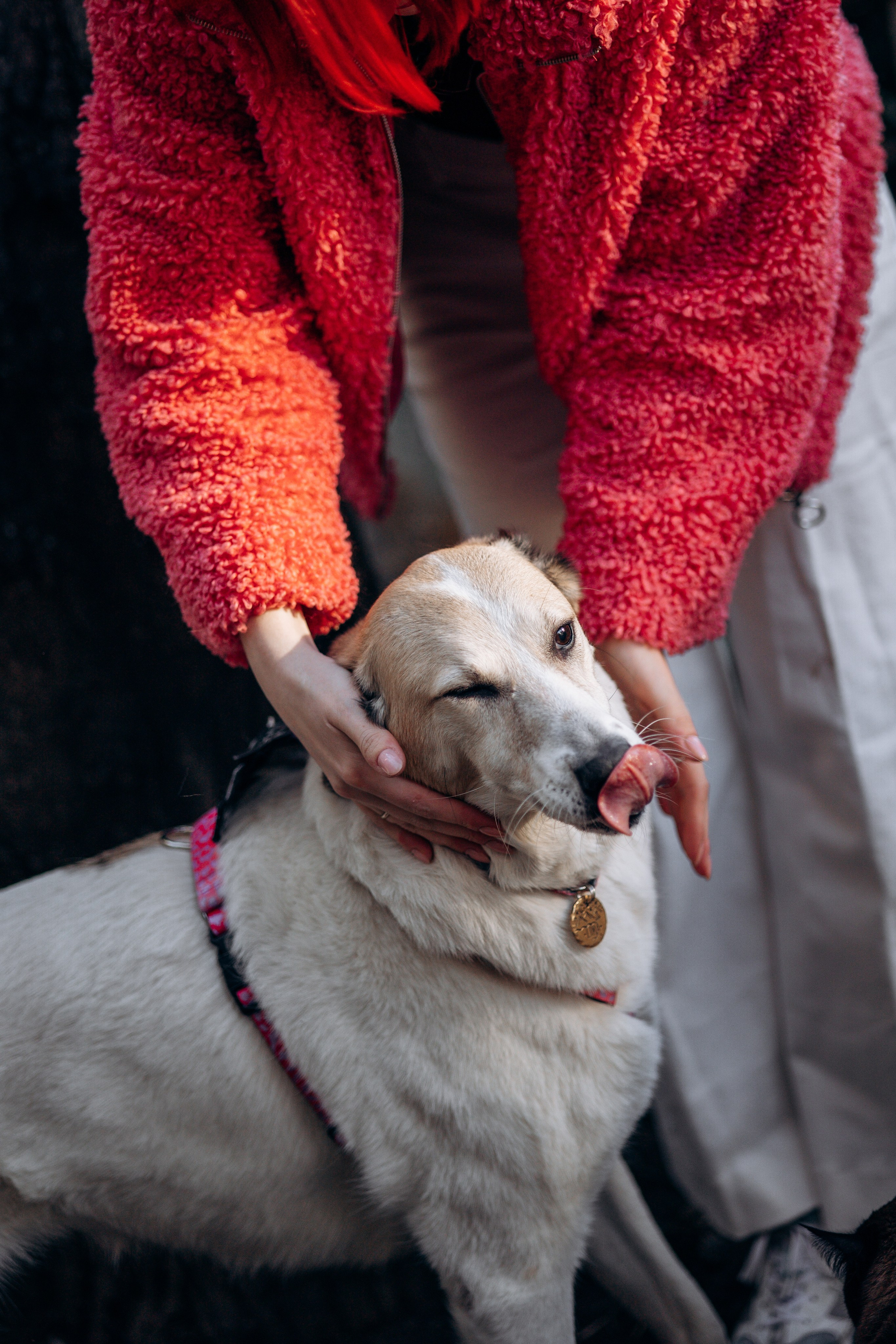 Саша и ее хвосты. Фотограф — Анималист | Санкт-Петербург