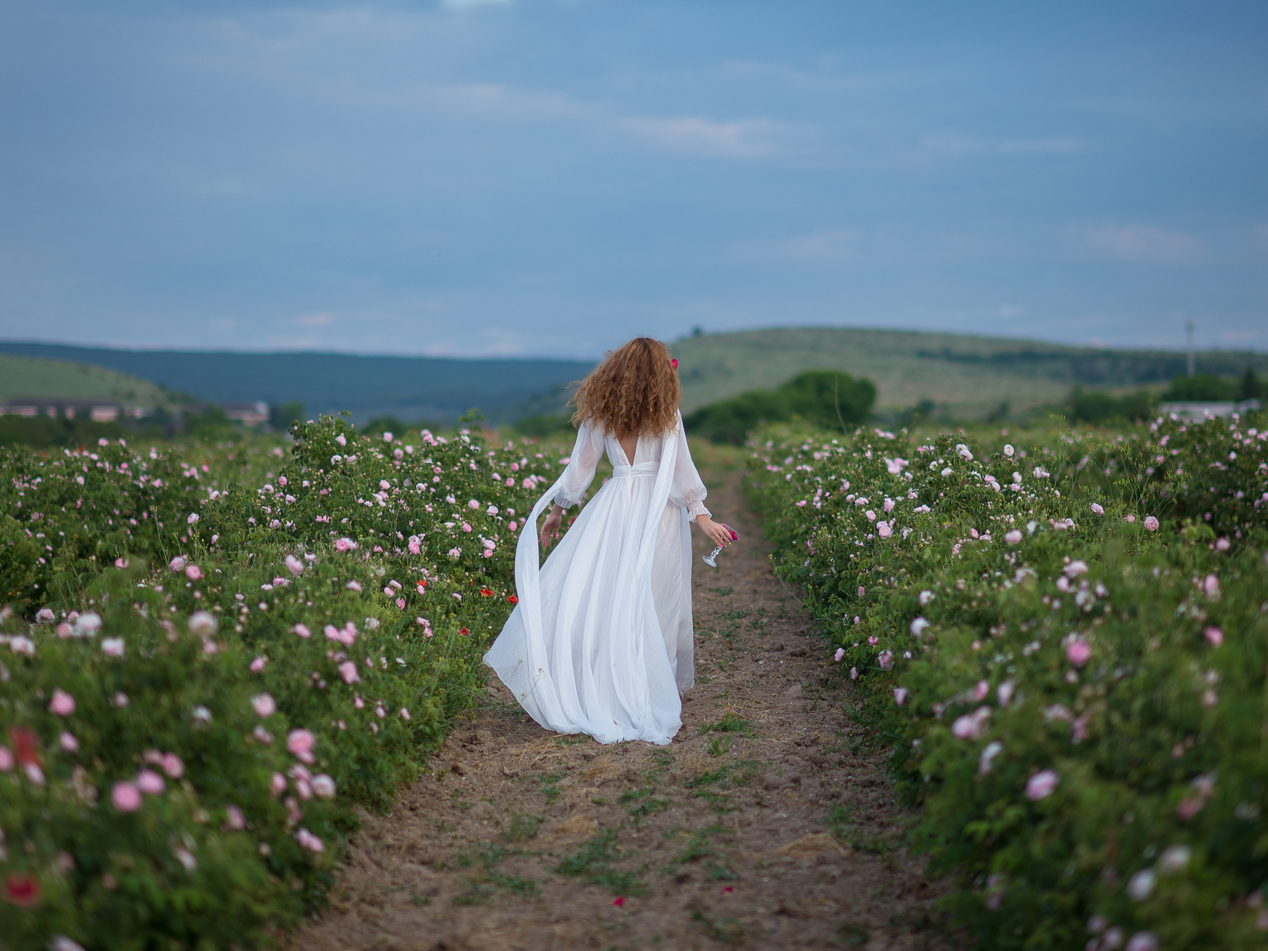 Крымская чайная роза в Тургеневке (фото)