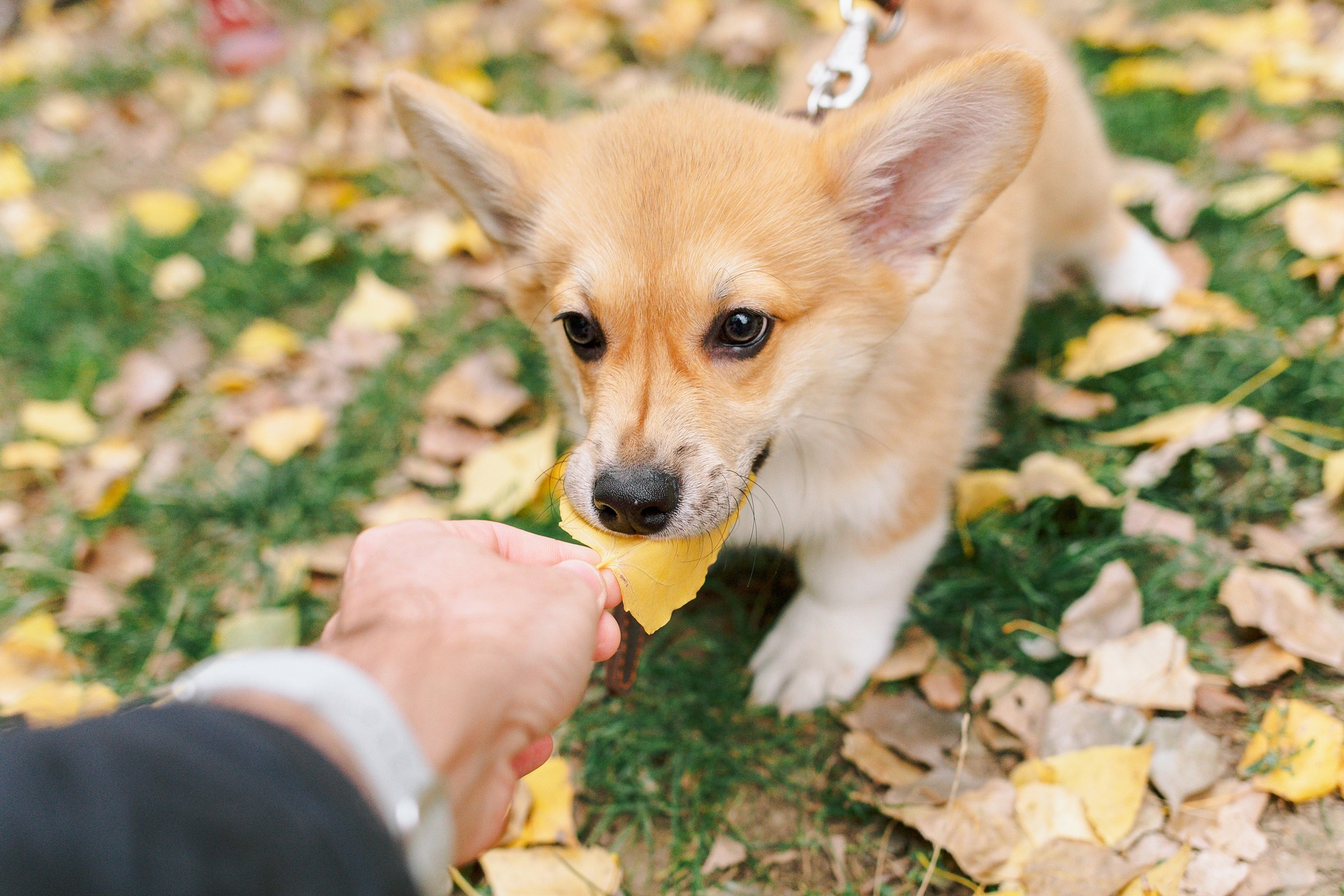 Стич. Семейный, репортажный, свадебный фотограф в Краснодаре Артур Александрин