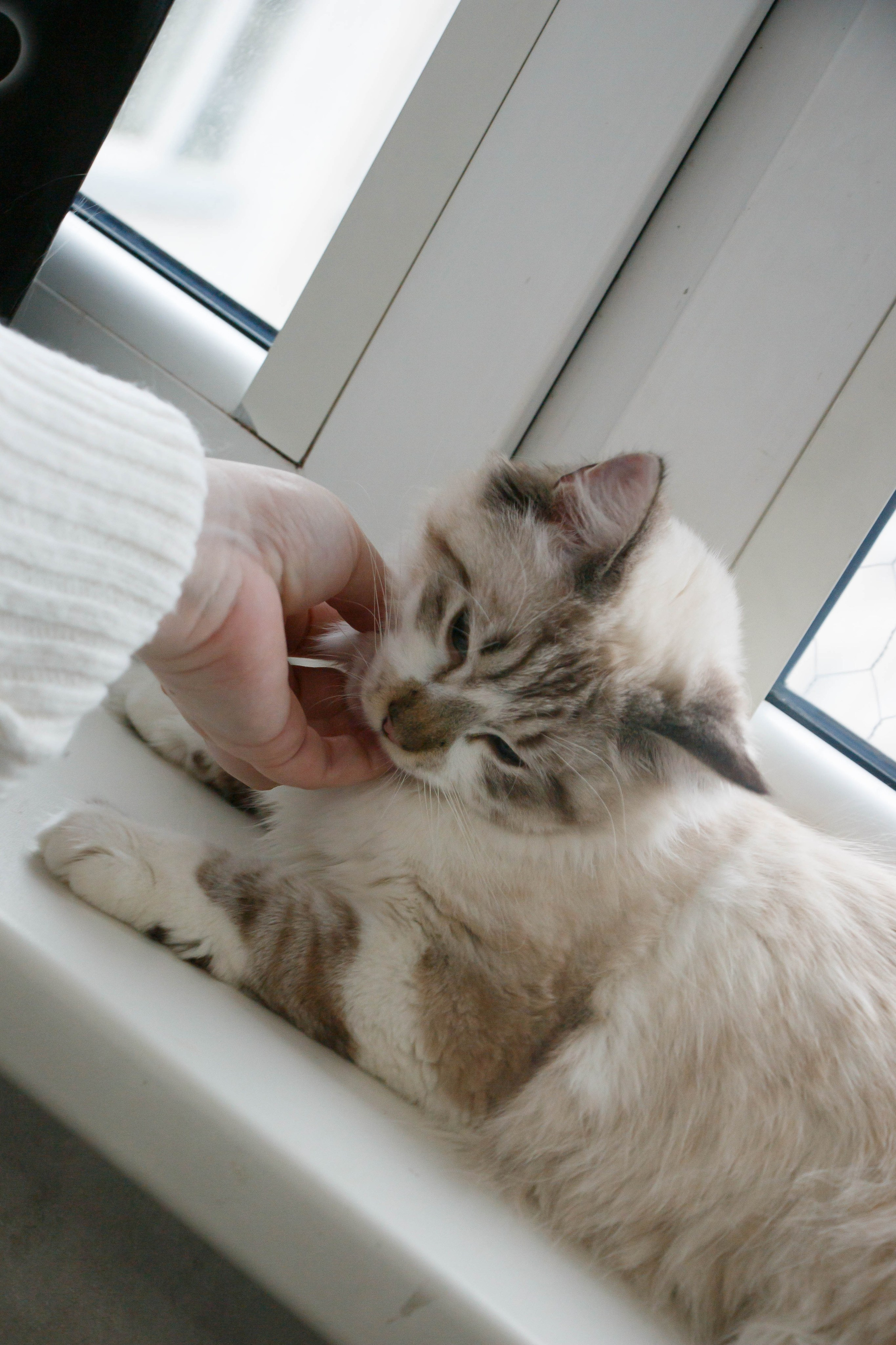 Kristina & Miya. Бережно сохраняю ваши чувства и истории на своих фотографиях