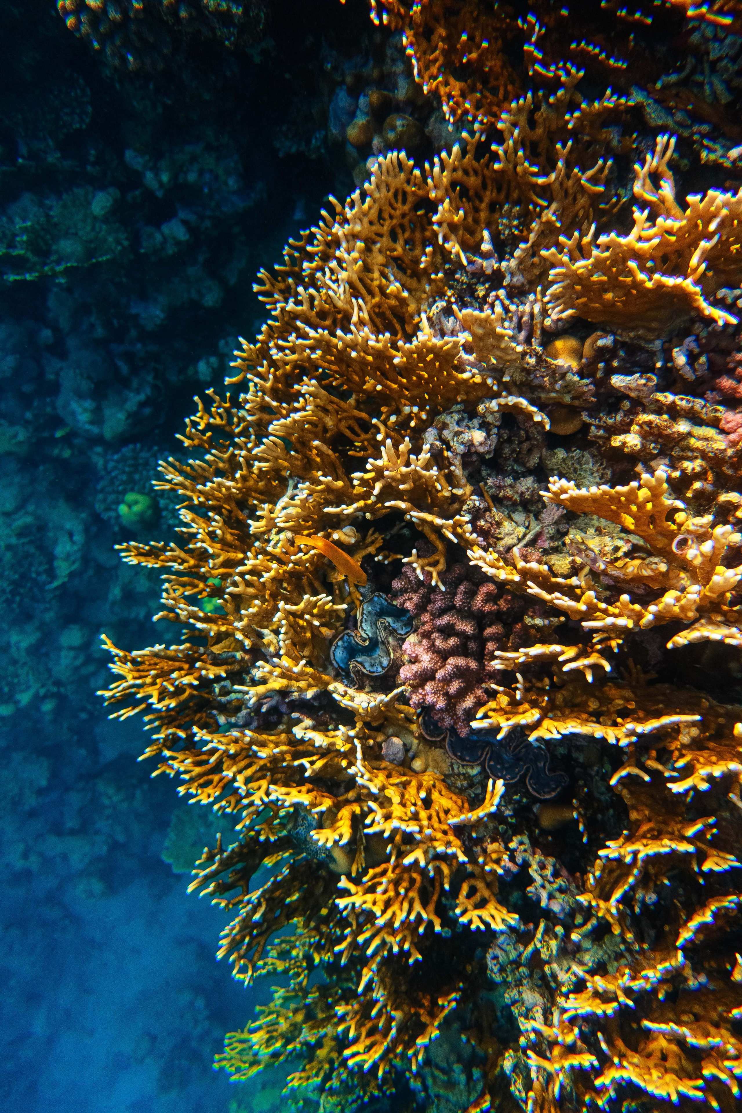 Fish. Фотограф Светлана Голицына