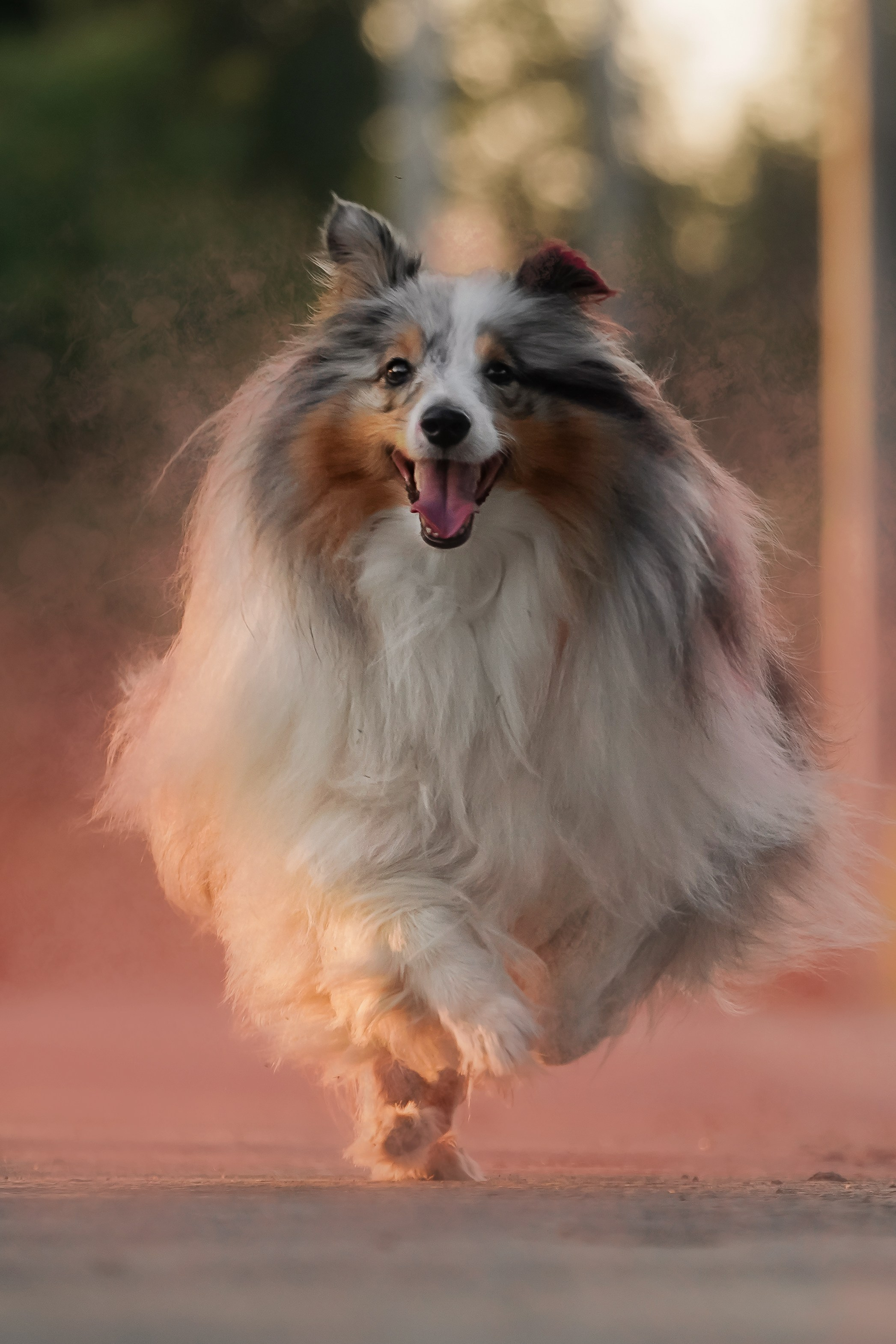 Итиль. Фотограф-анималист, портретный фотограф в Чебоксарах Мария Садыкова