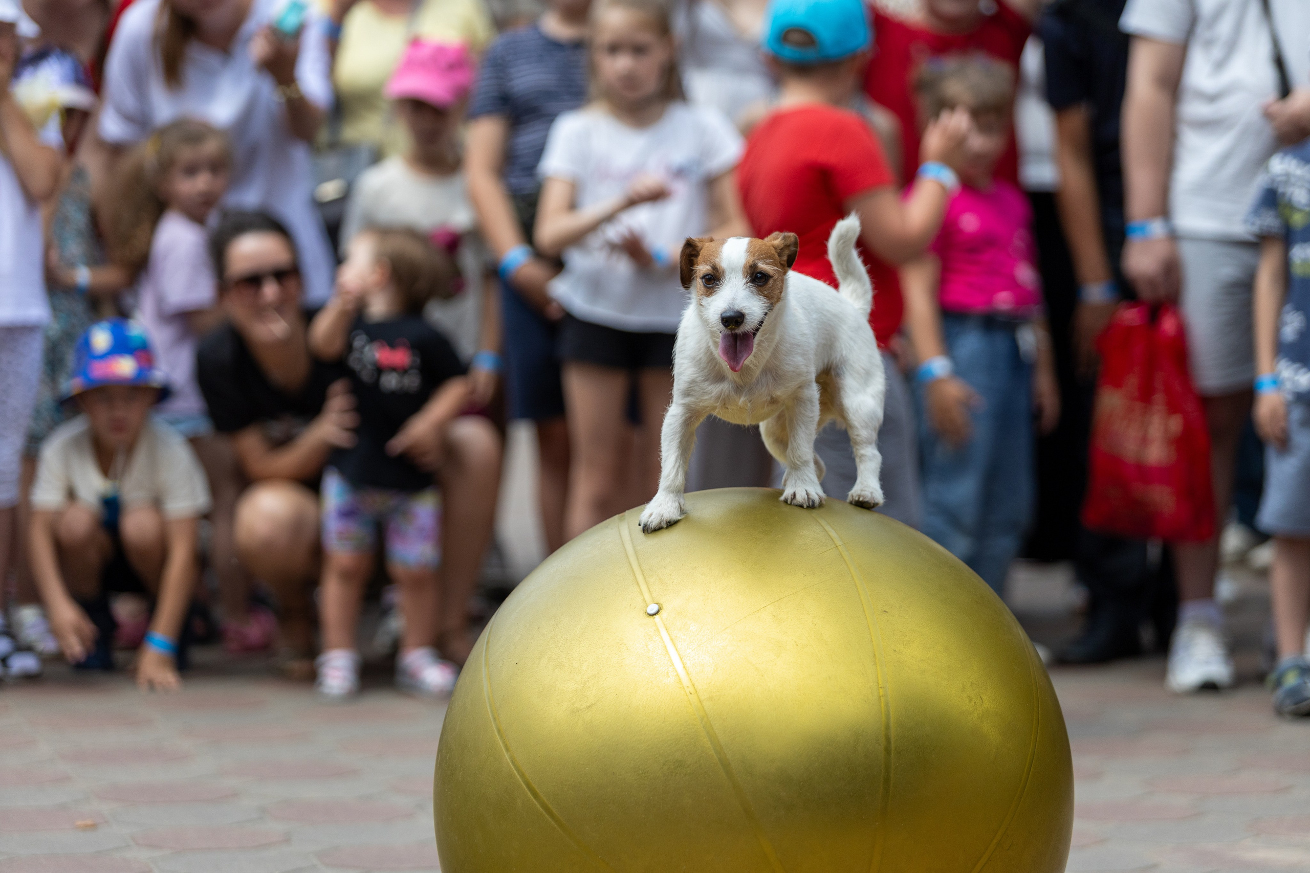Детифест в дудутках. Профессиональный интерьерный и репортажный фотограф Минск и РБ. Максим Орлов