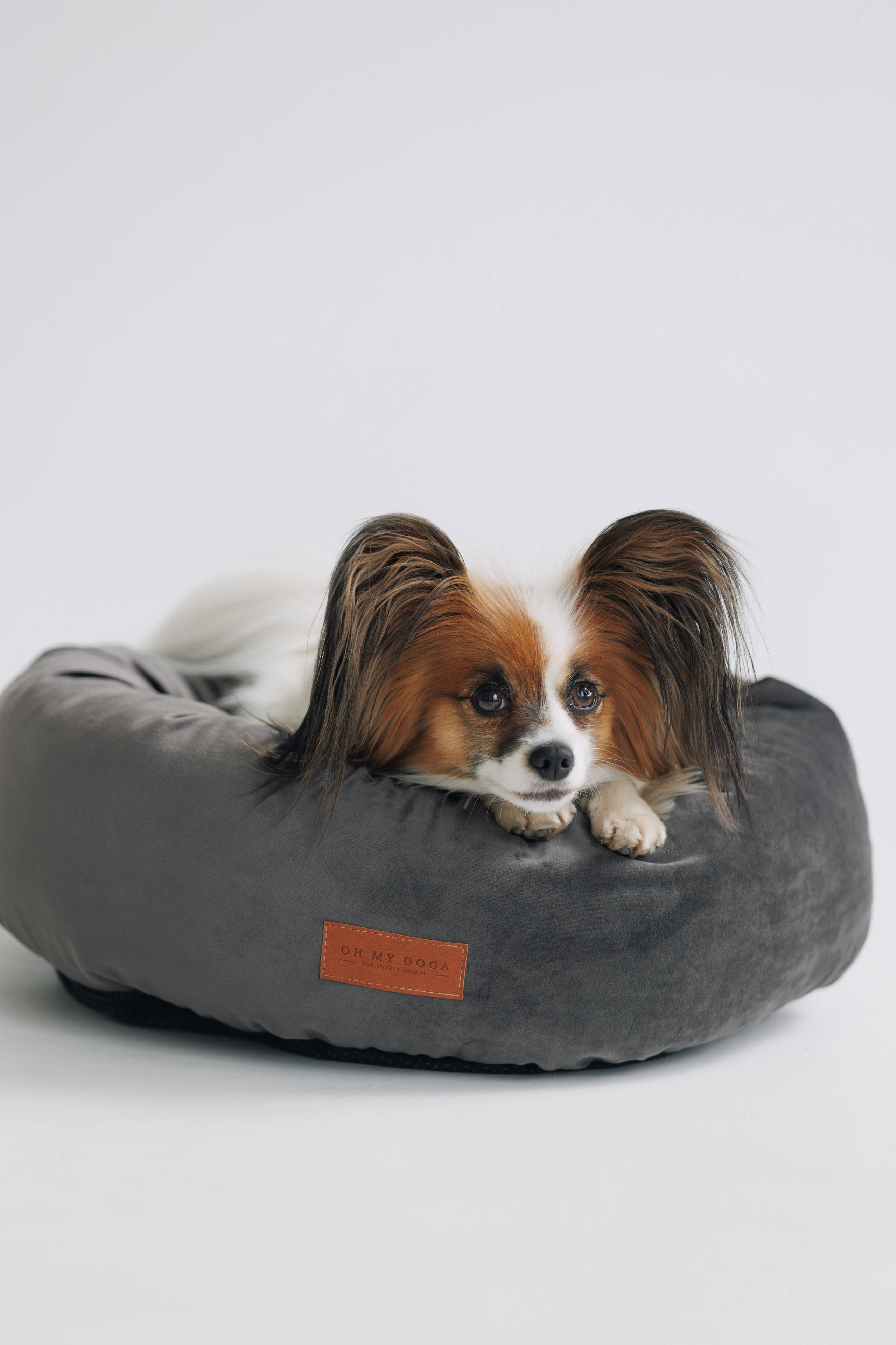 OH MY DOGA. Фотограф анималист Кристина Карпова, Москва