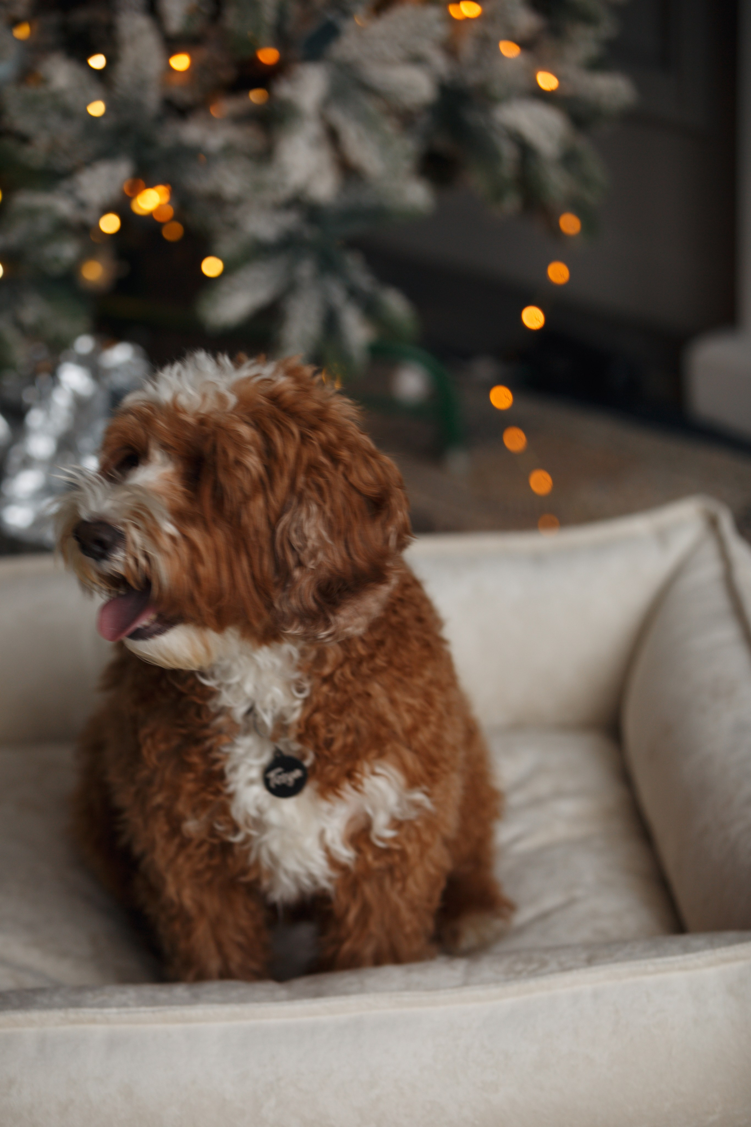 Bmbh лежанки и адресники. Фотограф анималист Кристина Карпова, Москва