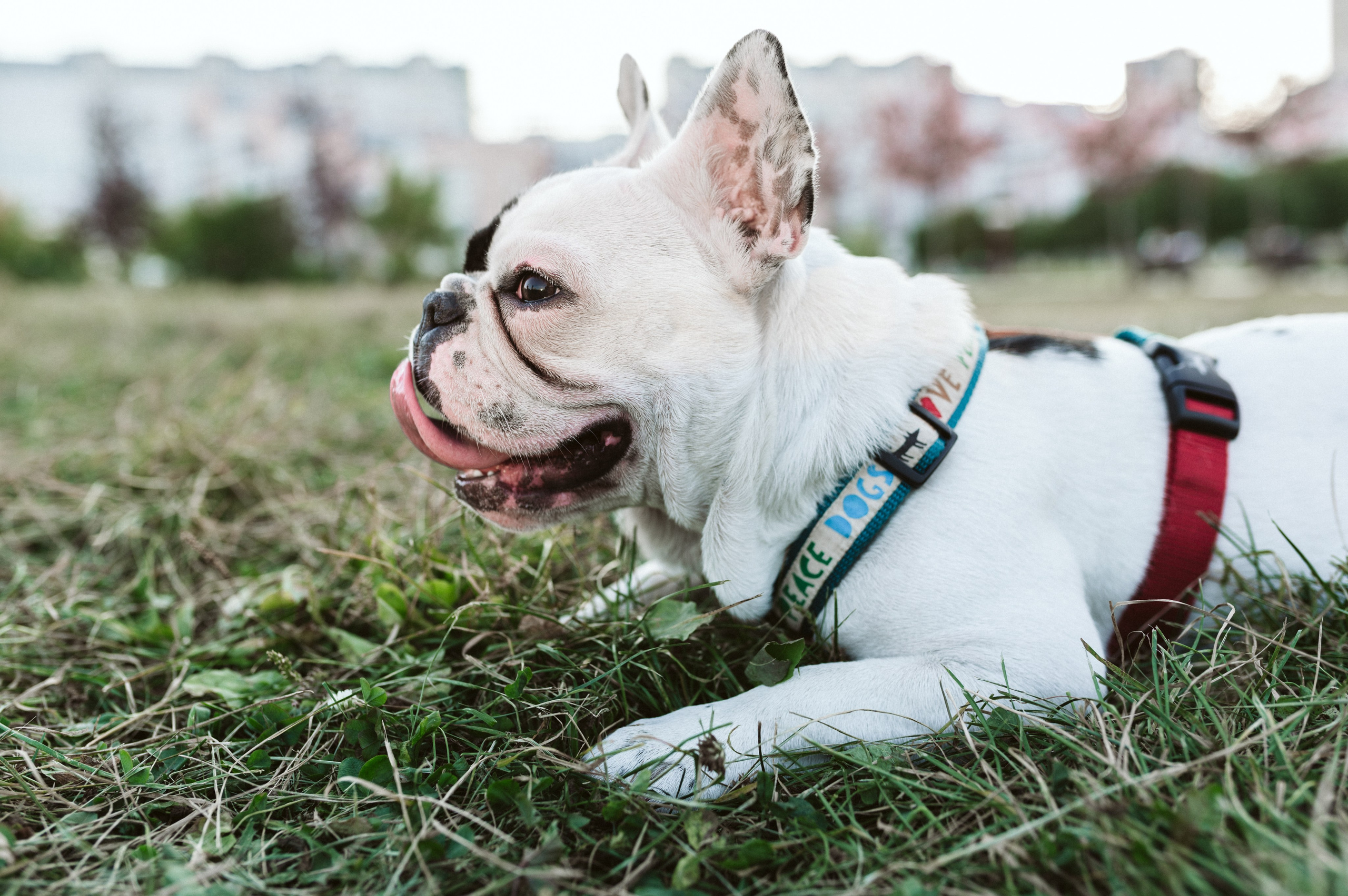 Инна и Белль. Фотограф анималист в Москве Ольга Агушева