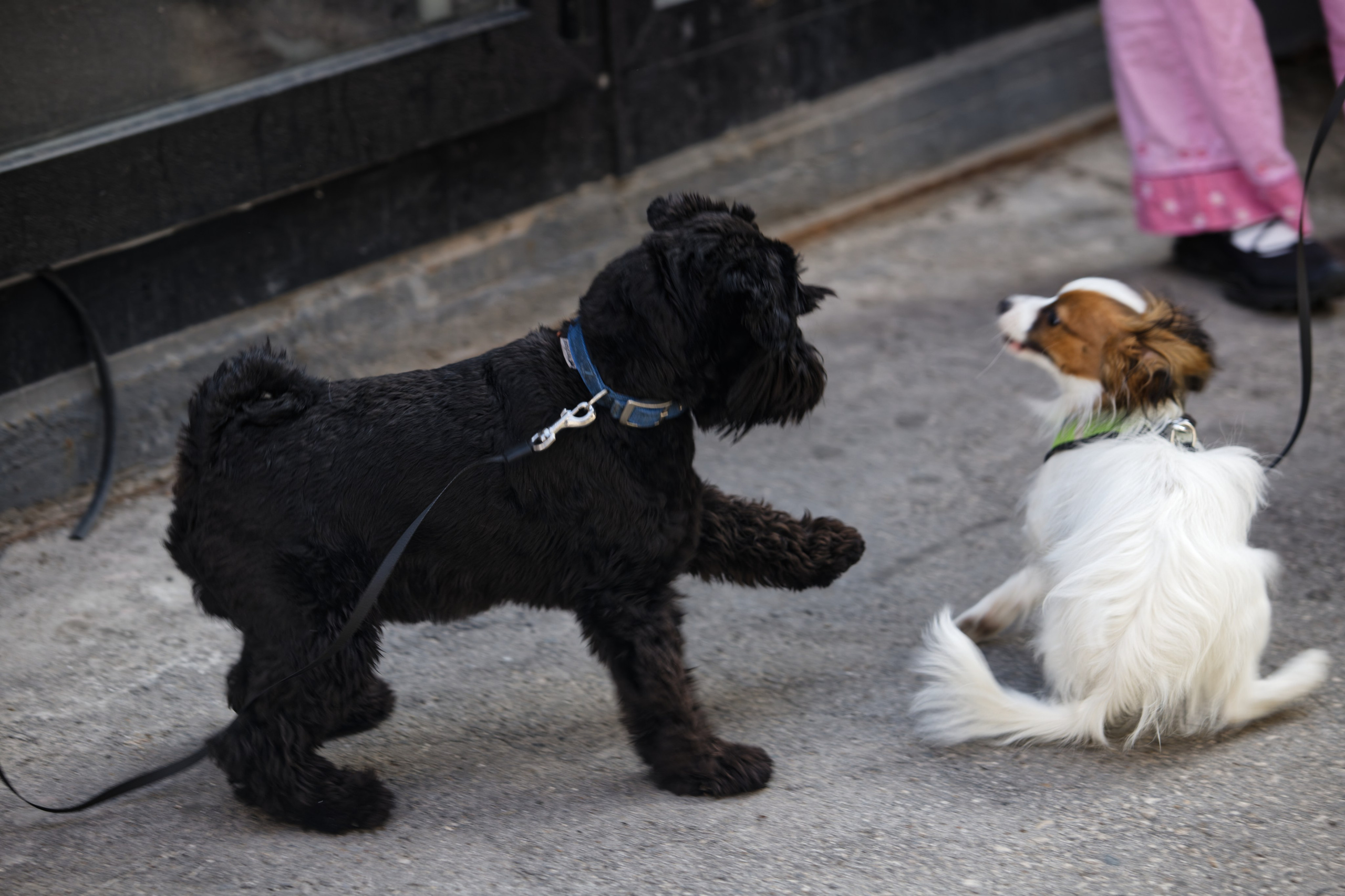 Вечеринка для собак Oh my dog 20.07.2025. Репортажный и спортивный фотограф в г. Пермь Зильберг Павел