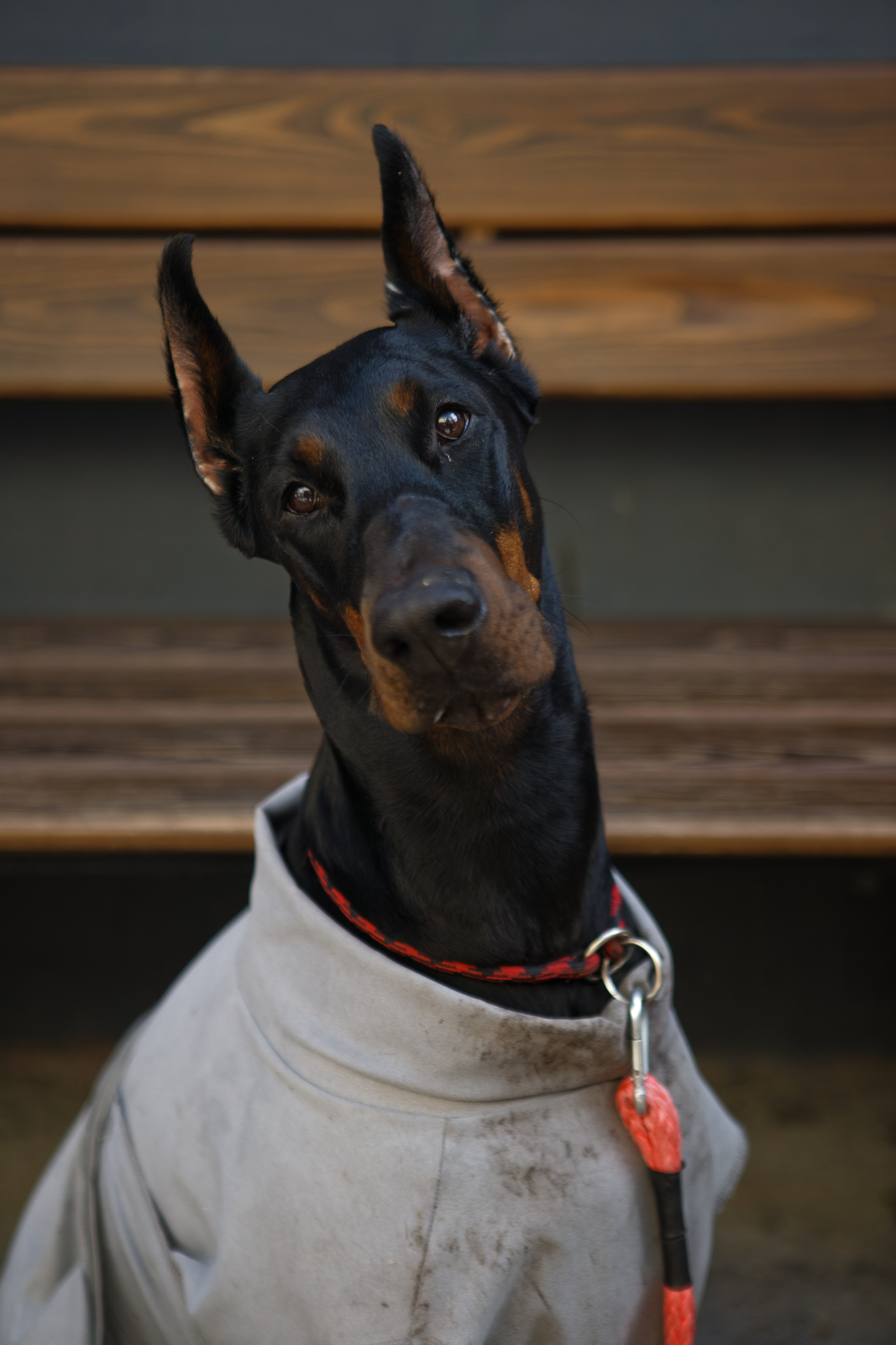 Вечеринка для собак Oh my dog 20.07.2025. Репортажный и спортивный фотограф в г. Пермь Зильберг Павел