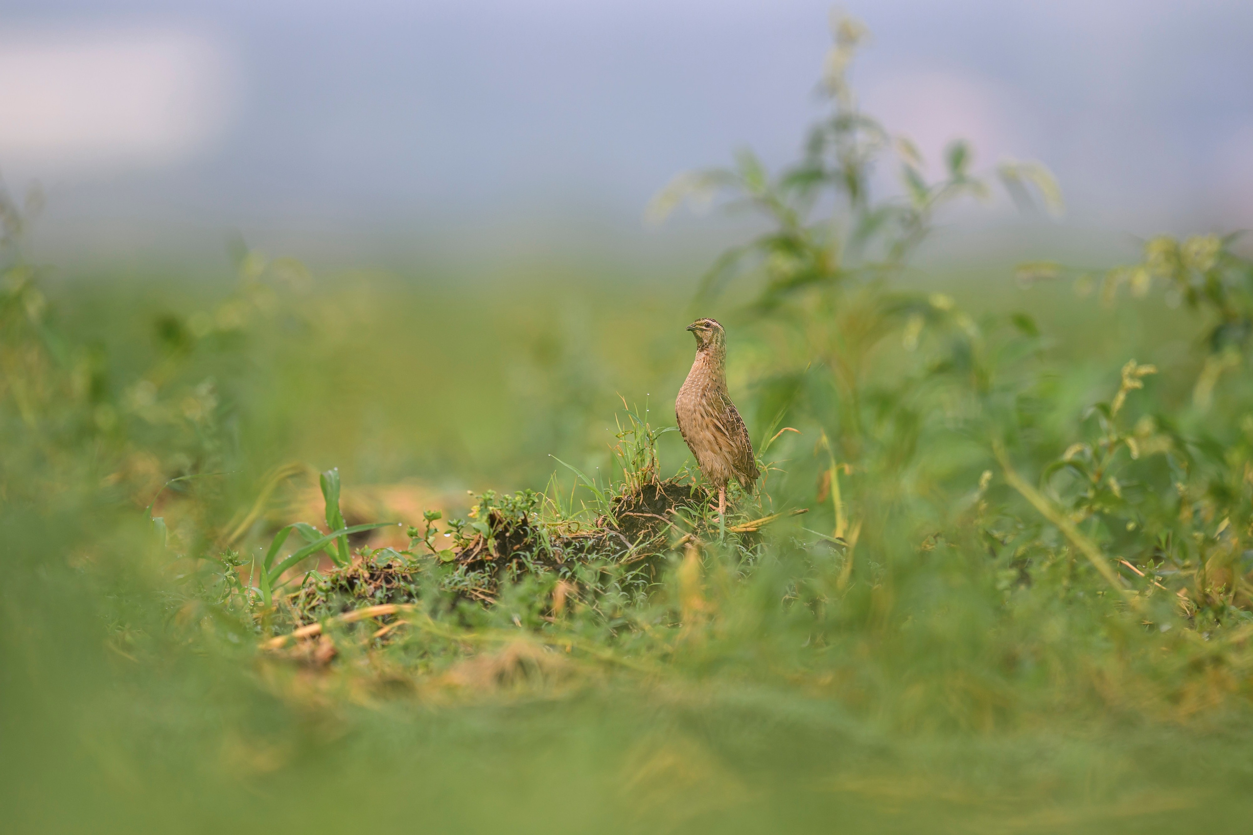 Перепела, часть III. Wildlife photography by Sergey Puponin