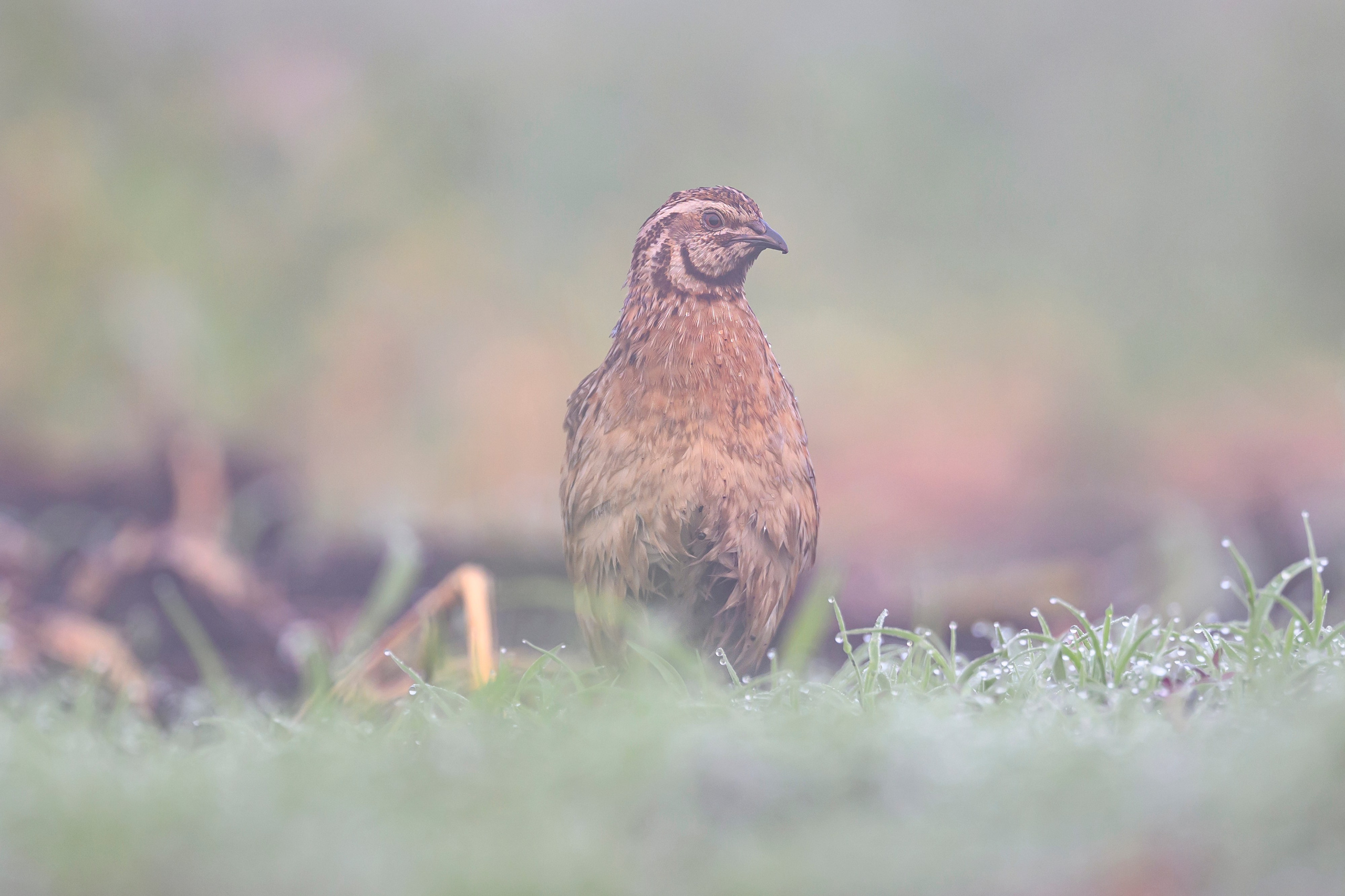 Перепела в тумане. Wildlife photography by Sergey Puponin