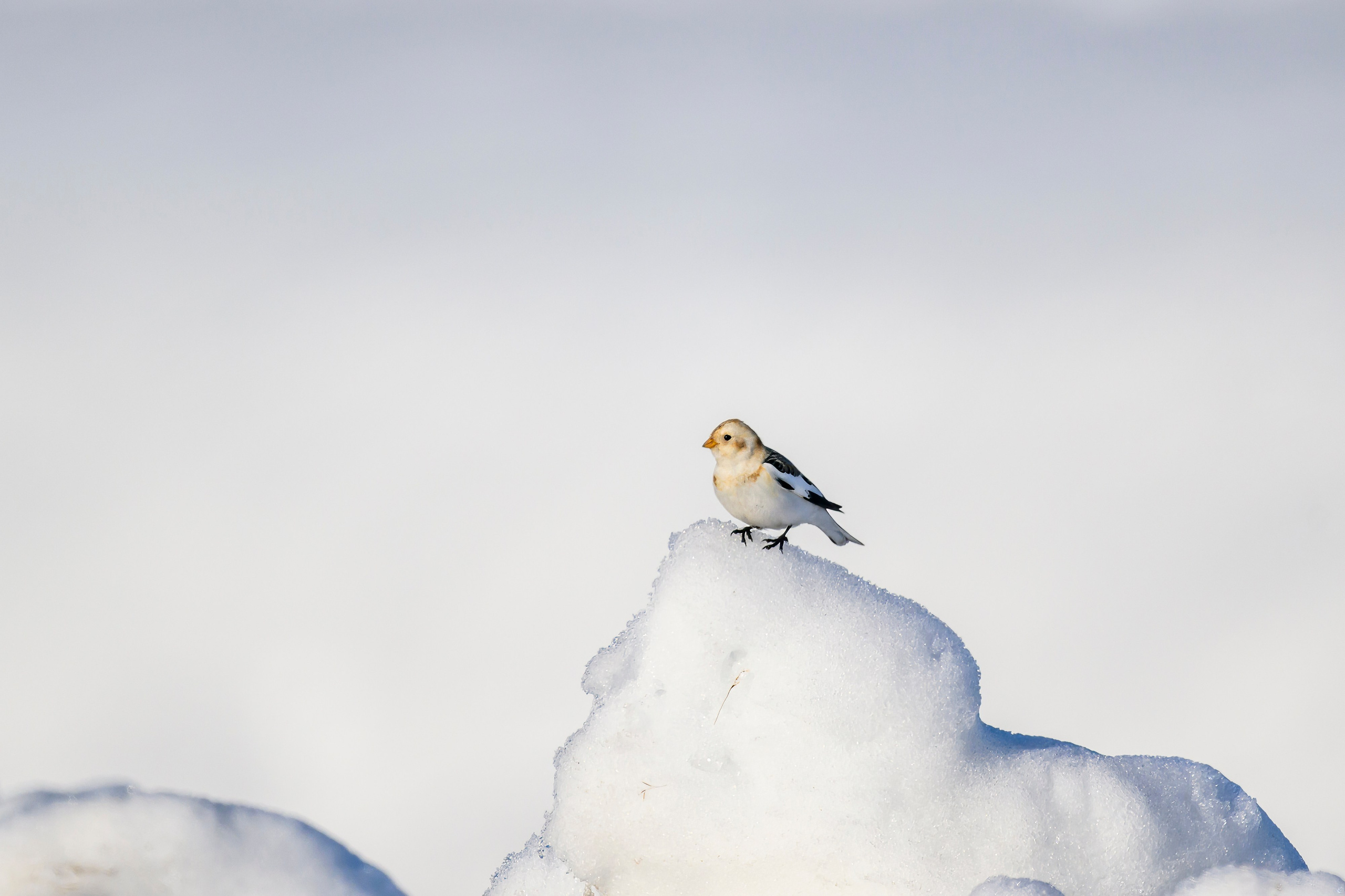 Весна пришла! Пуночки. Фотограф Сергей Пупонин