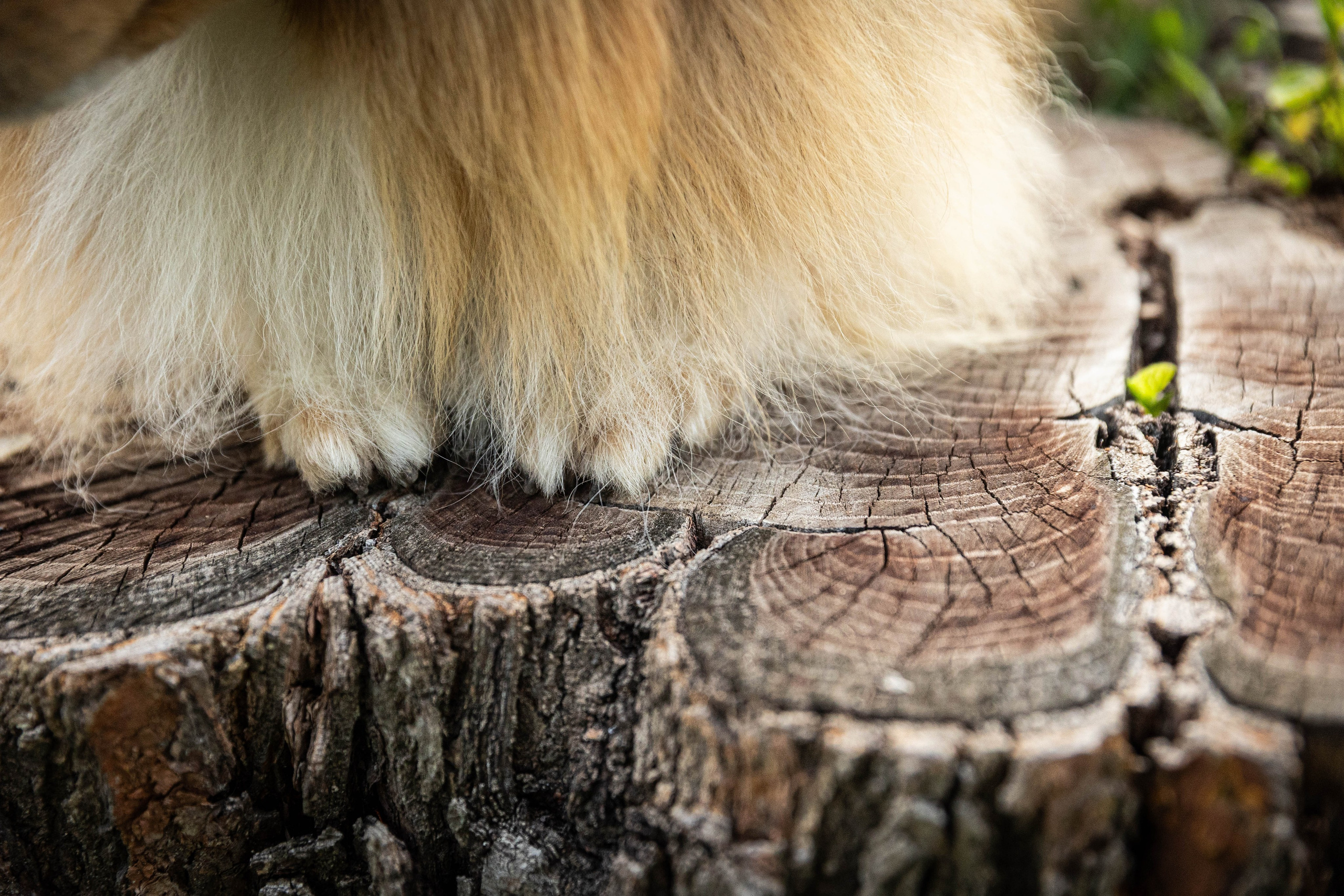Сара и Лена. Фотограф-АниМалист Анна Абрамова