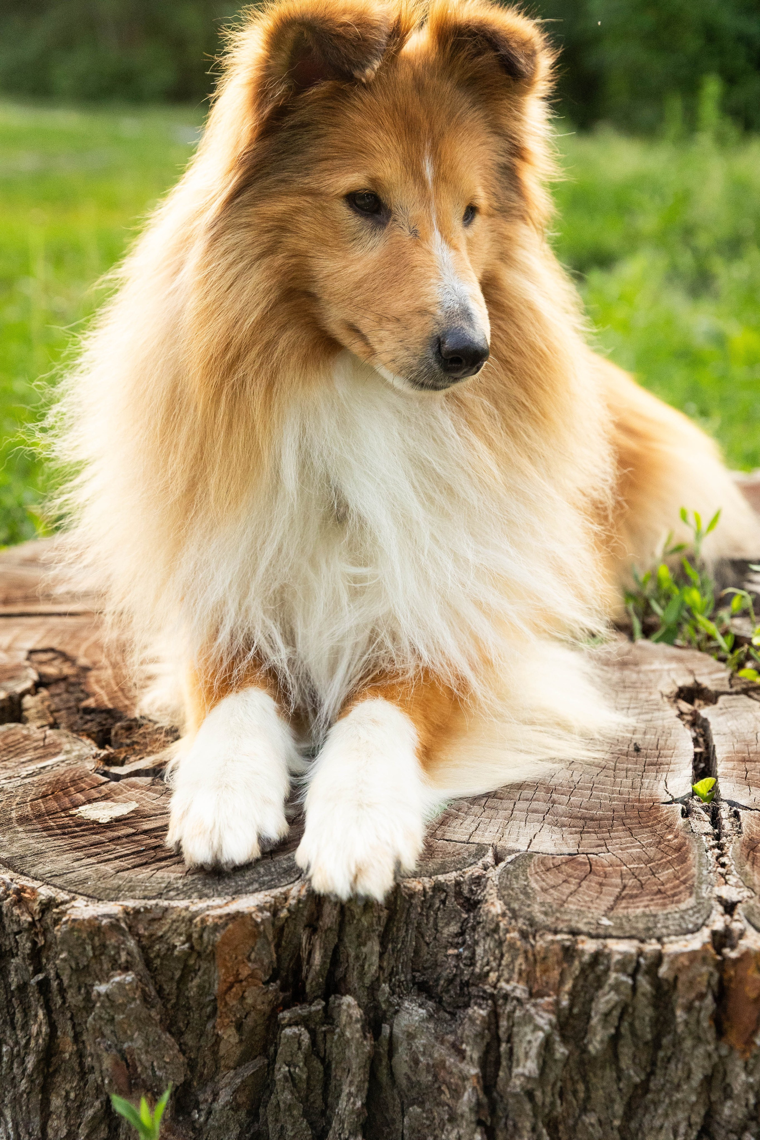 Сара и Лена. Фотограф-АниМалист Анна Абрамова