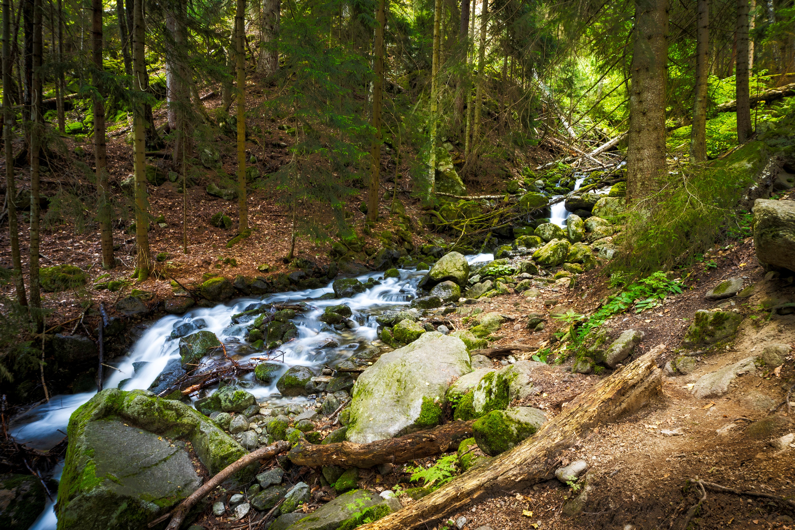 Сказочные тропы лесов Теберды. Фотохудожник Артём Парамонов