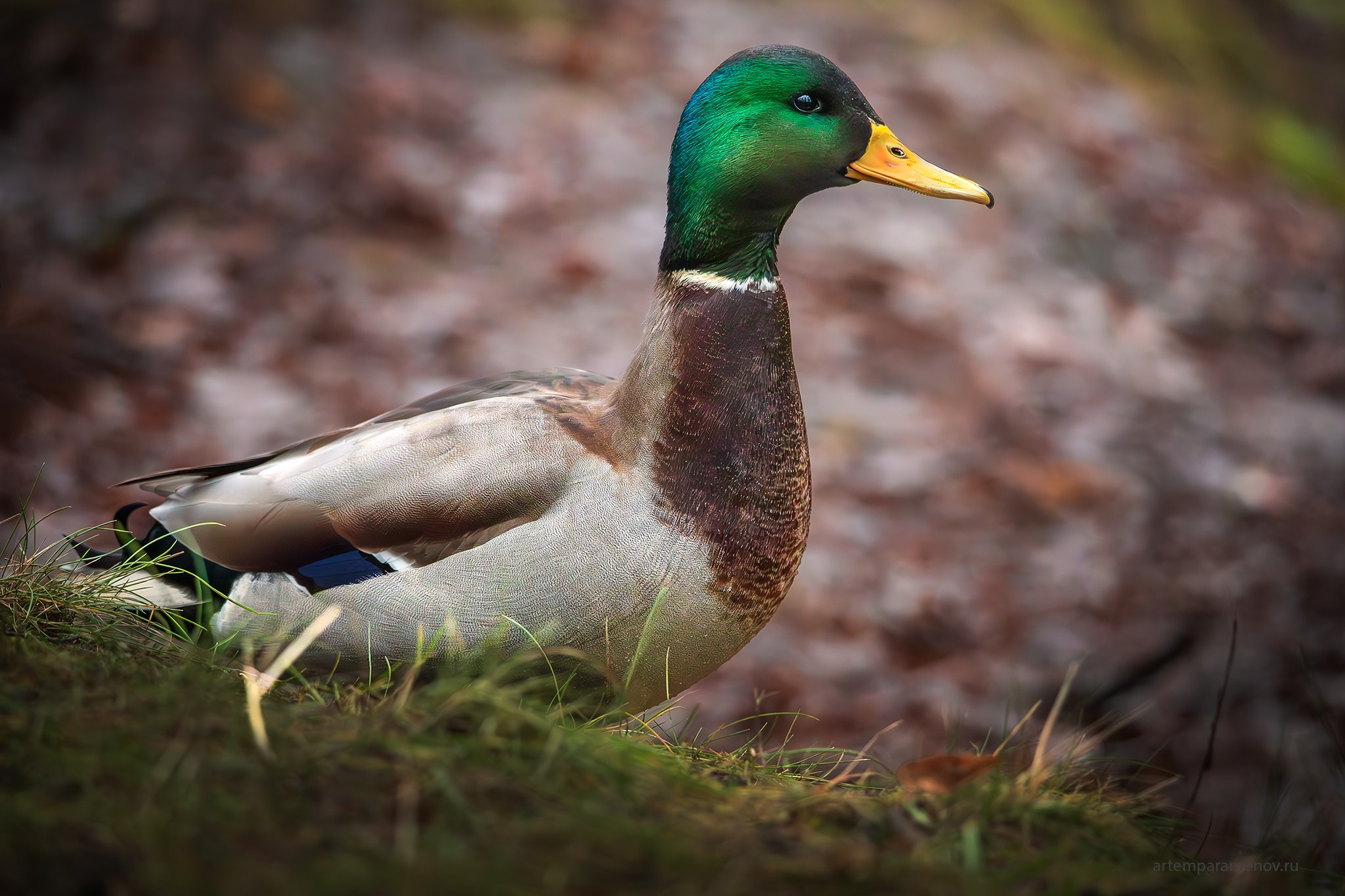 Природа. Фотохудожник Артём Парамонов