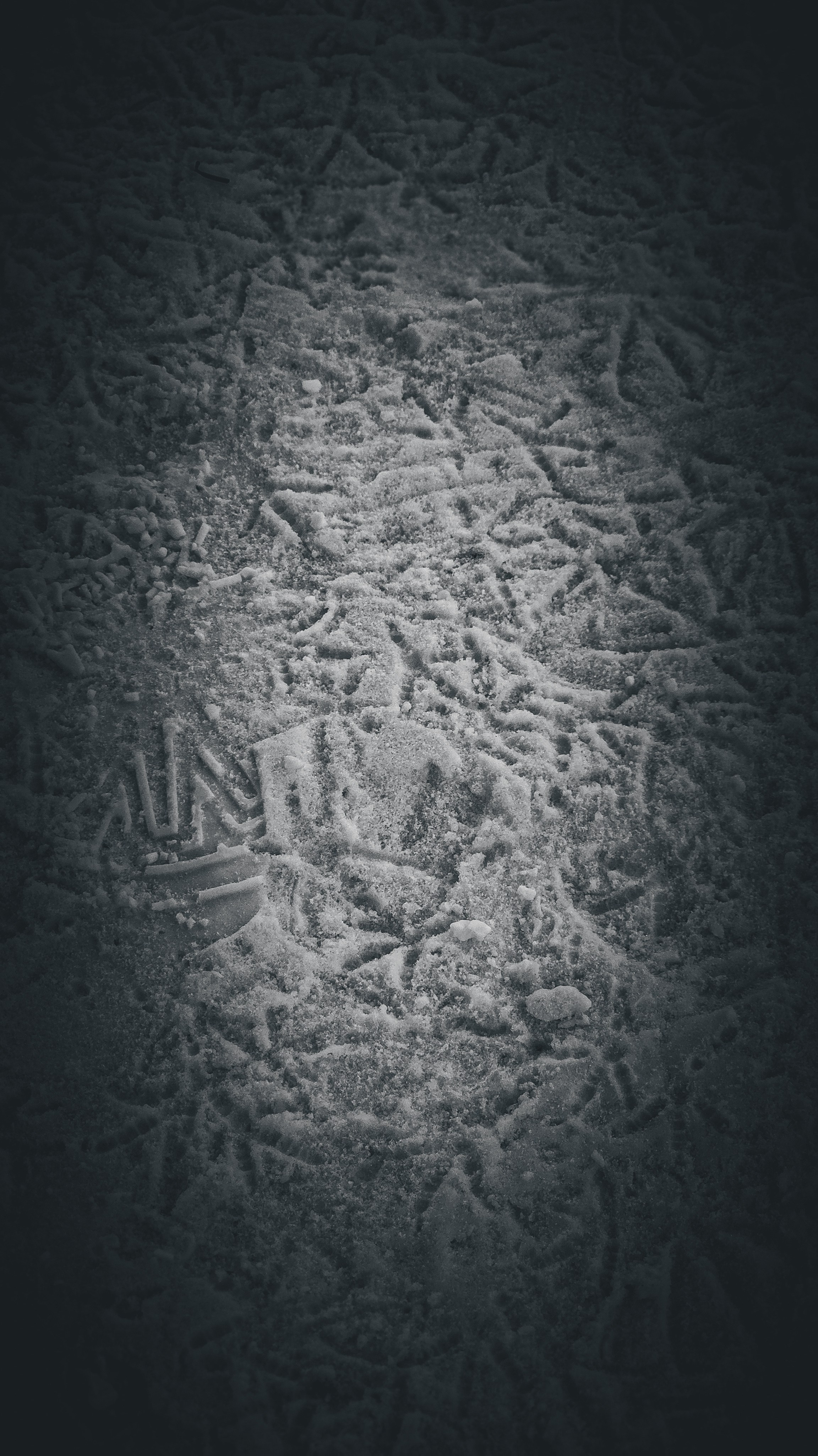 Birds. Игорь Урывский. Фотограф Красноярск