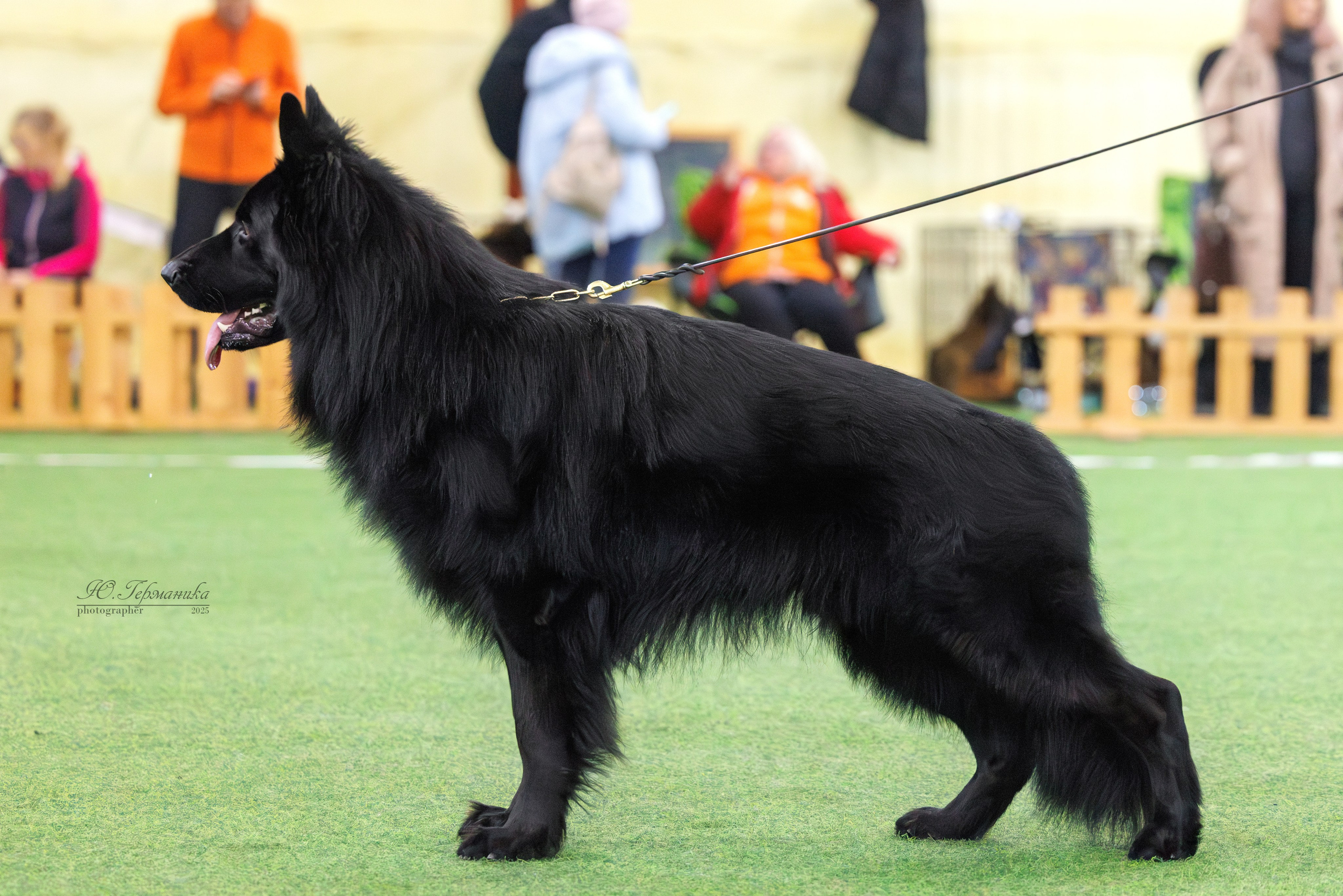 Гран-При 8.02.2025 и Крокус 09.02.2025. Фотограф-анималист Юлия Германика