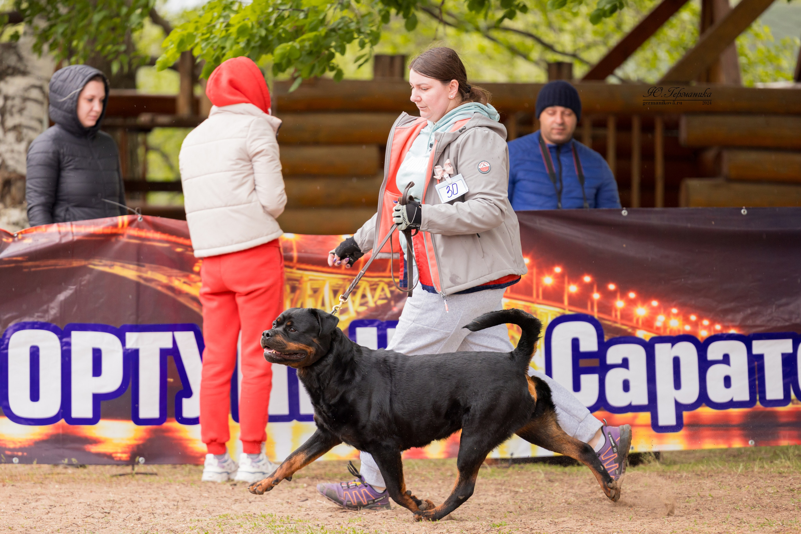 Саратов 2 х моно ротвейлеров 28-29.04.2024. Фотограф-анималист Юлия Германика
