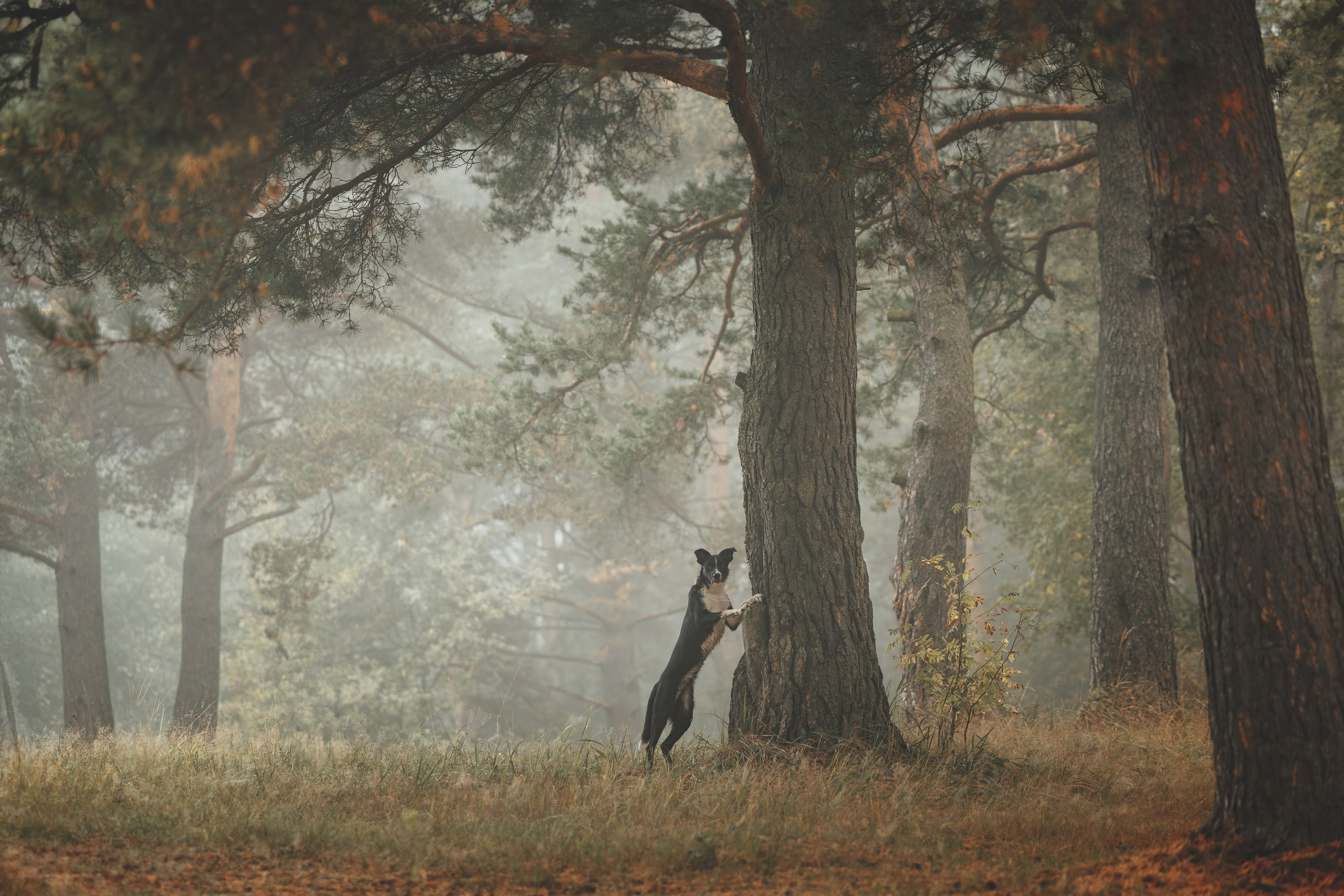 Лось. Фотограф анималист Осипчикова Мария