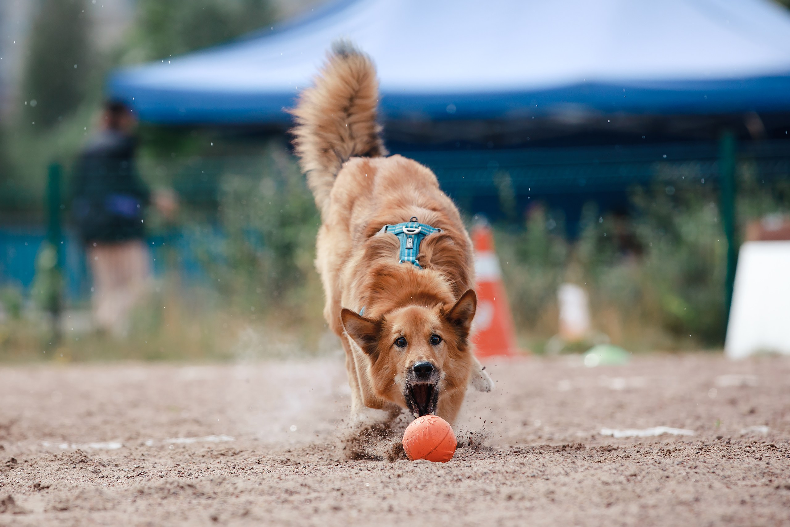 Питч&Гоу + веселые старты. Фотограф-анималист Mary Mart — Москва, Питер