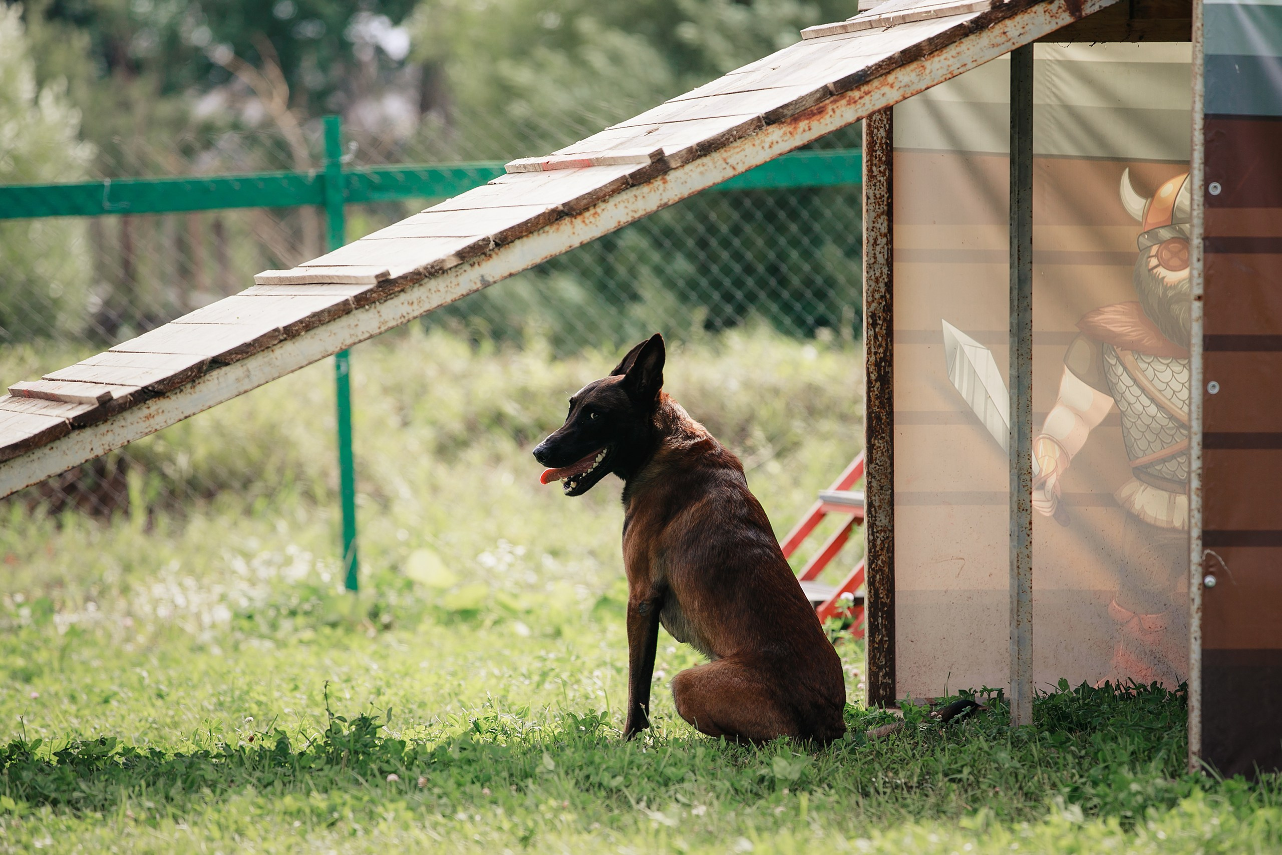 Мондьоринг М1, М2, М3, Вологда. Фотограф-анималист Mary Mart — Москва, Питер