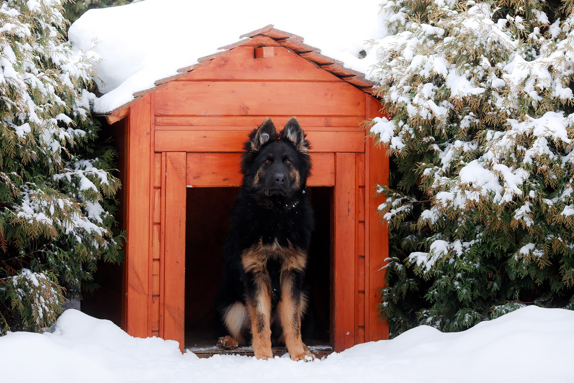 Зимние портреты. Фотограф-анималист Mary Mart — Москва, Питер