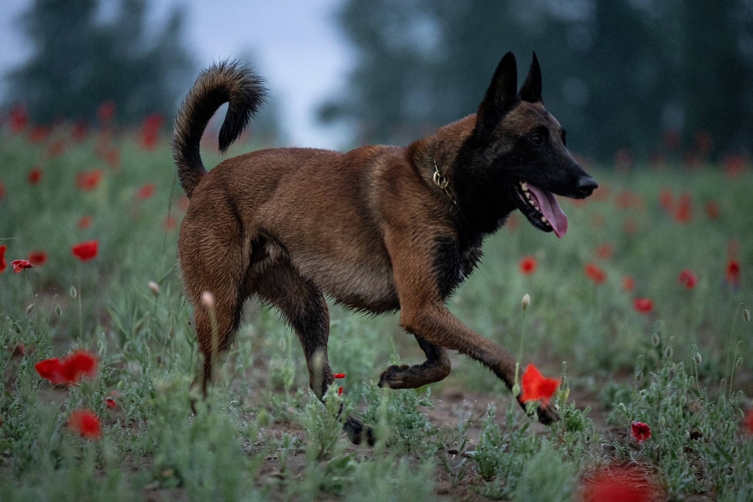 Маковое поле. Фотограф-анималист Анна Маринич