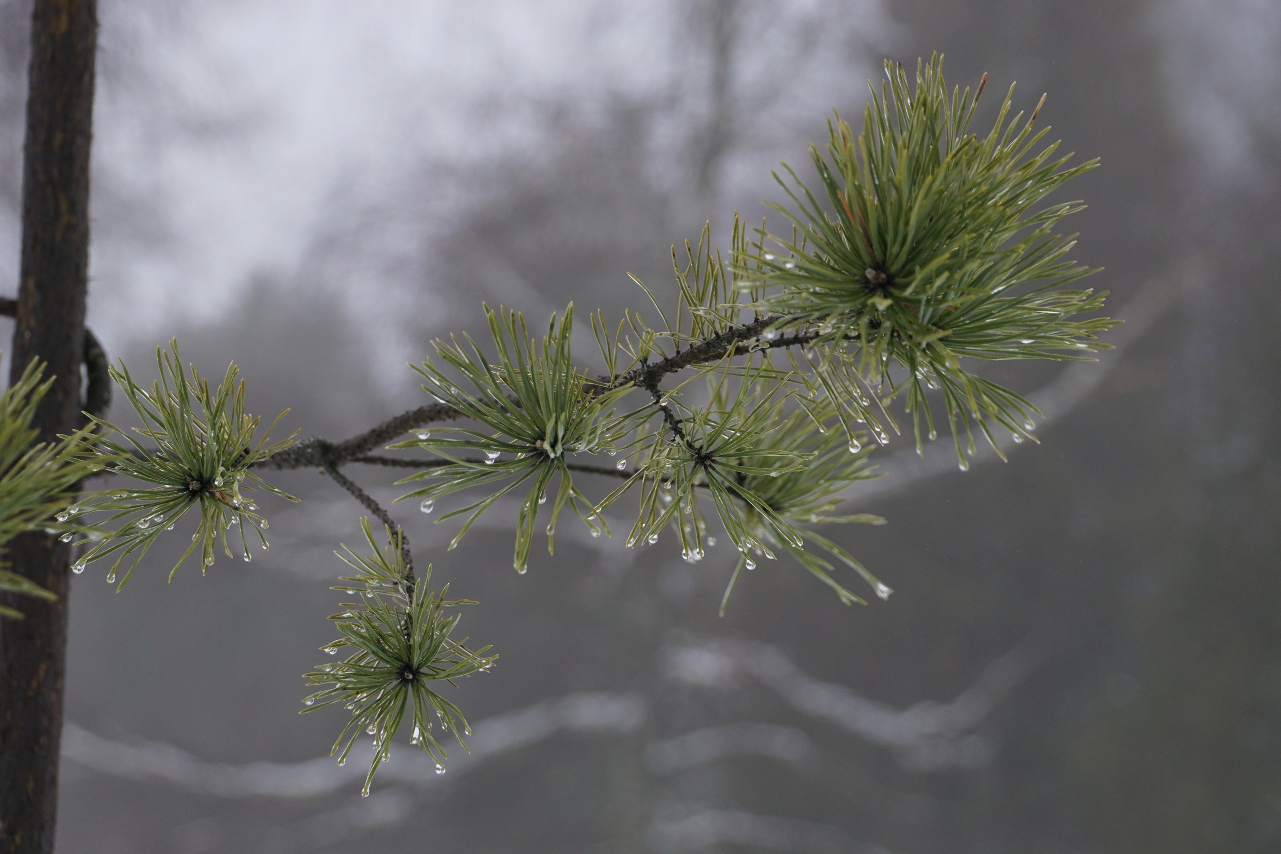 Шашлыки с ночевкой. Софрино | 23-24.01.2021. Галерея Фантим