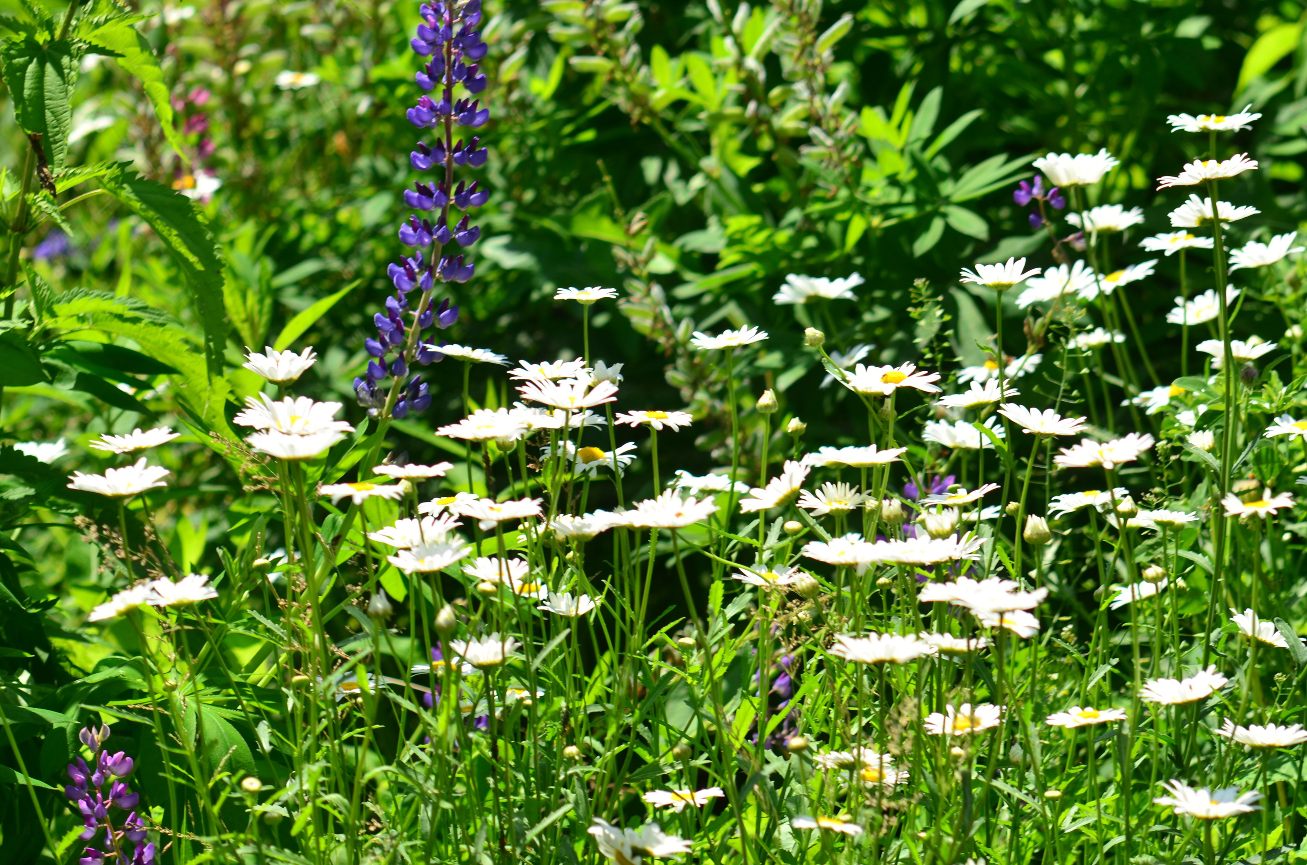 Дары природы. Фотограф viktor viktor