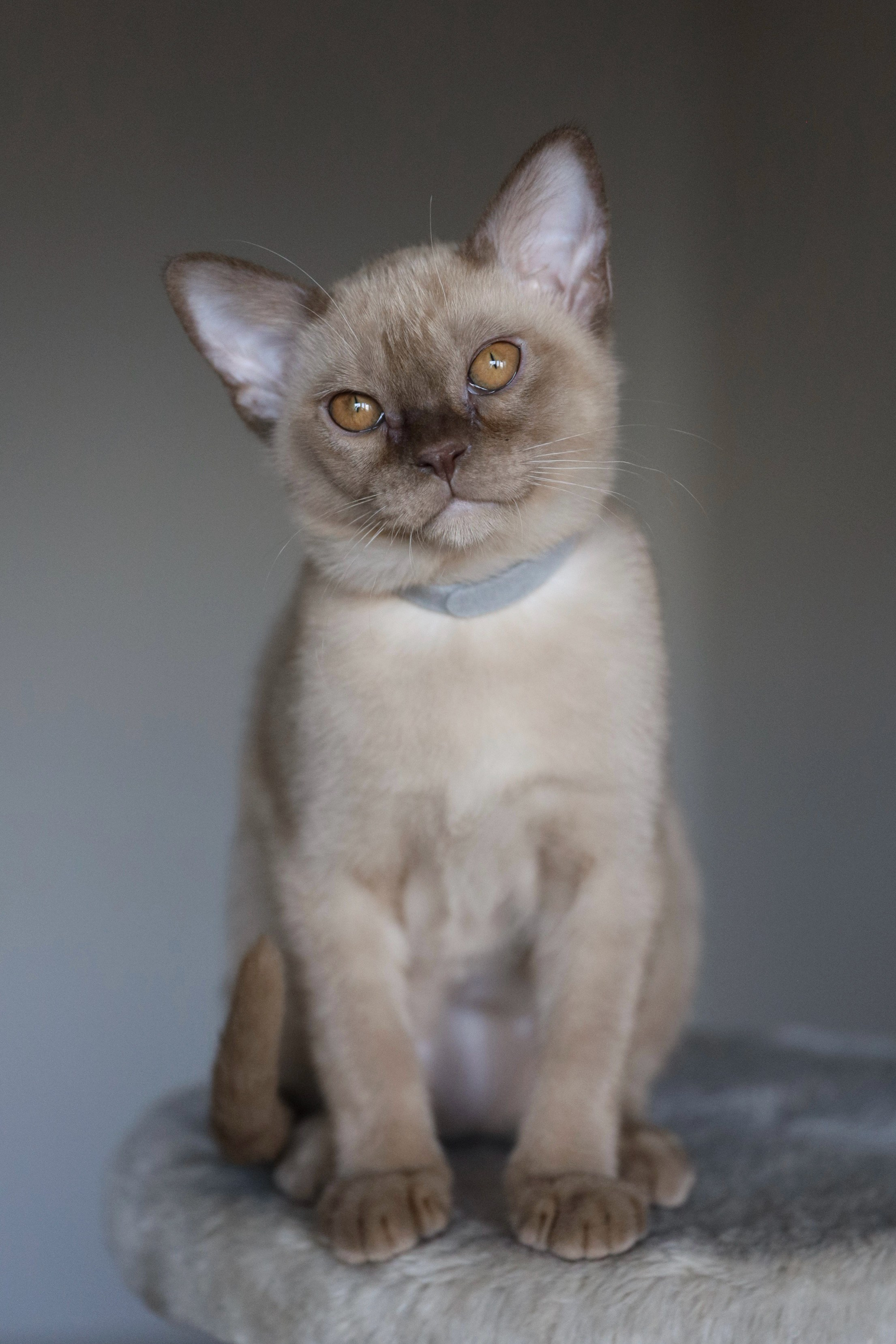 Caesar. Питомник «Bouncy Life»