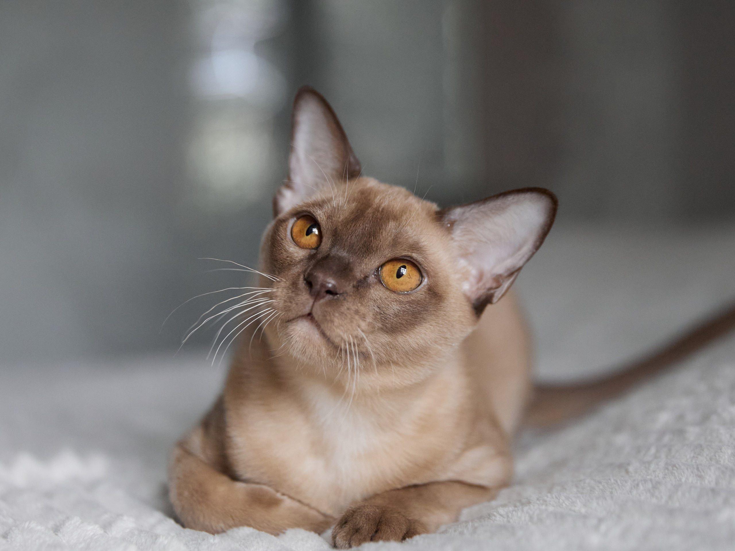 Jordan-Teo (Саратов). Питомник «Bouncy Life»