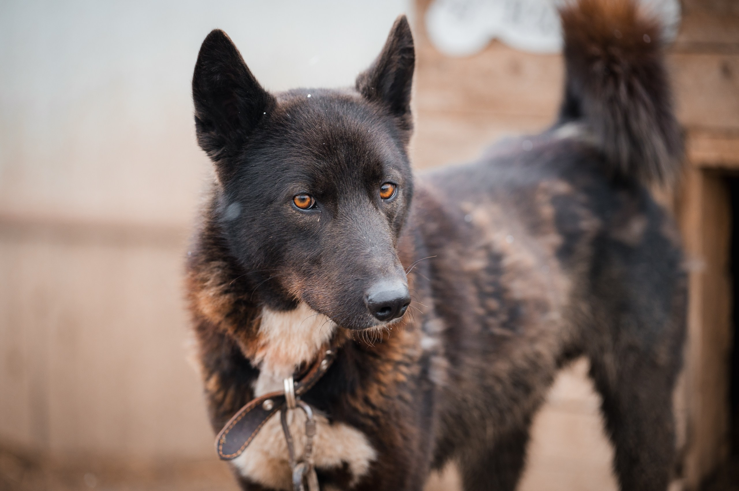 Ники. Улыбка собаки — спасение и пристройство бездомных собак