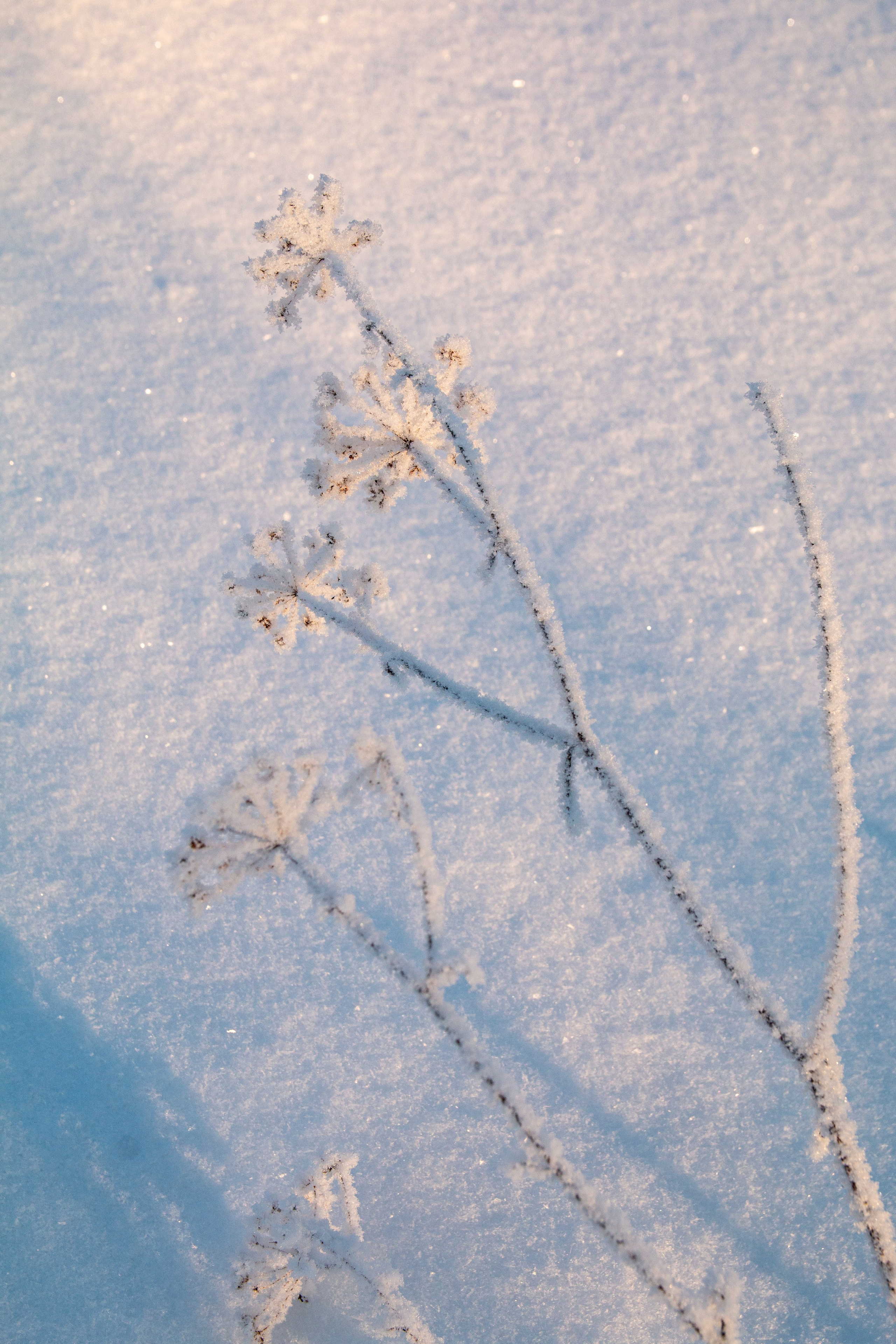 Пища для глаз. Ваш фотограф Северск | Томск
