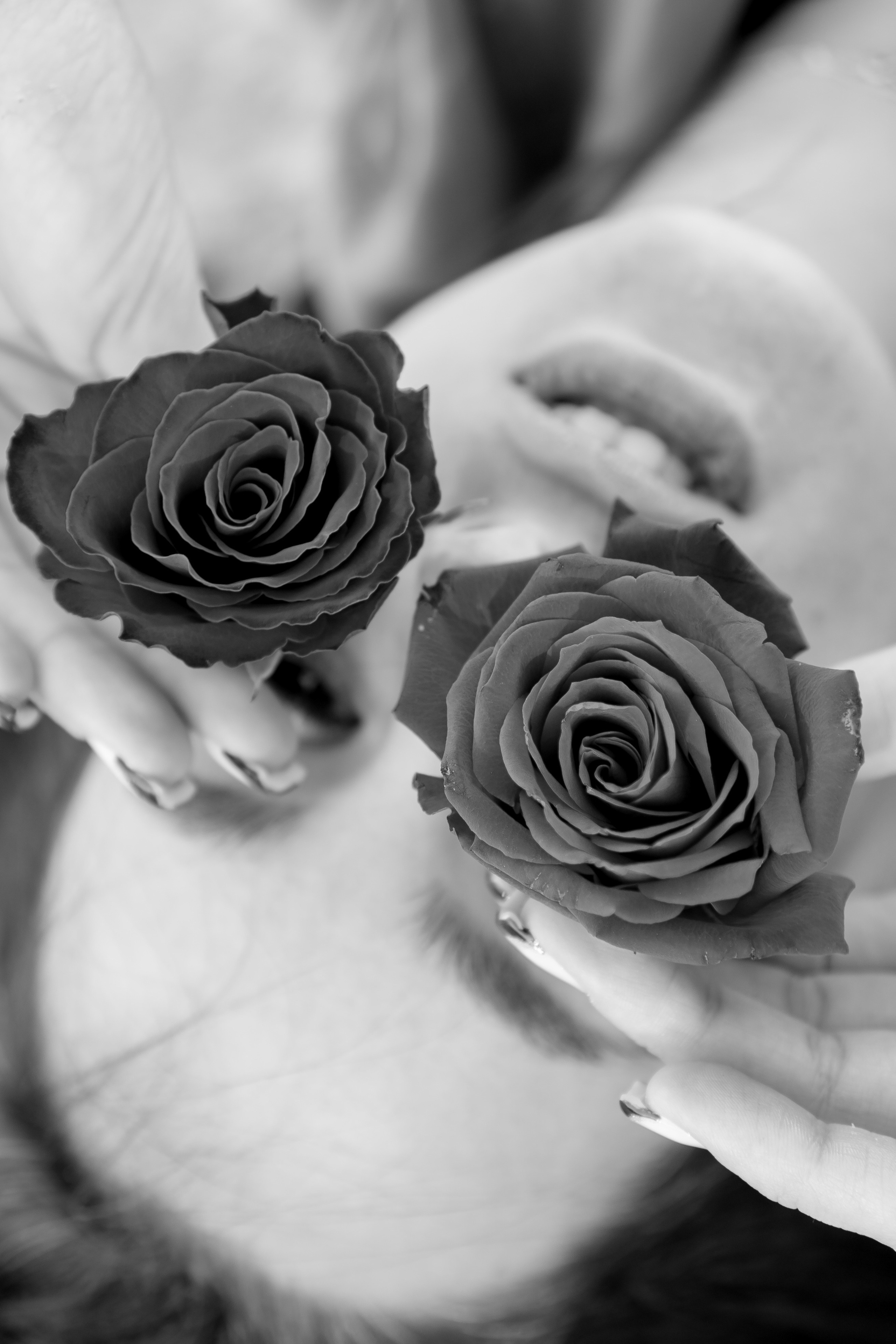 Розы. Профессиональный фотограф, Санкт-Петербург — Виктория Богомолова